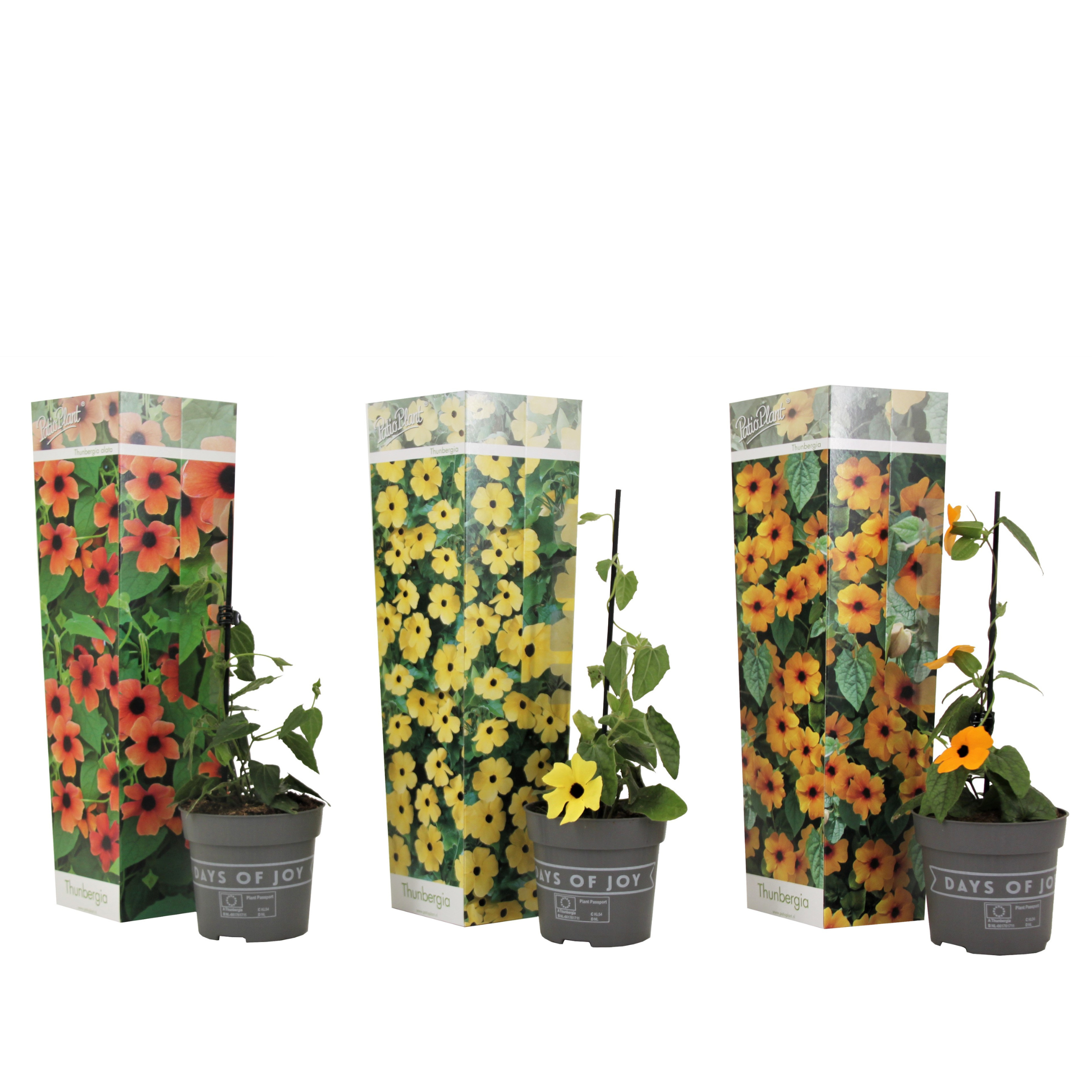 Tropische klimplant - Set van 3 - Thunbergia alata - Hoogte 25-40cm -⌀9cm afbeelding