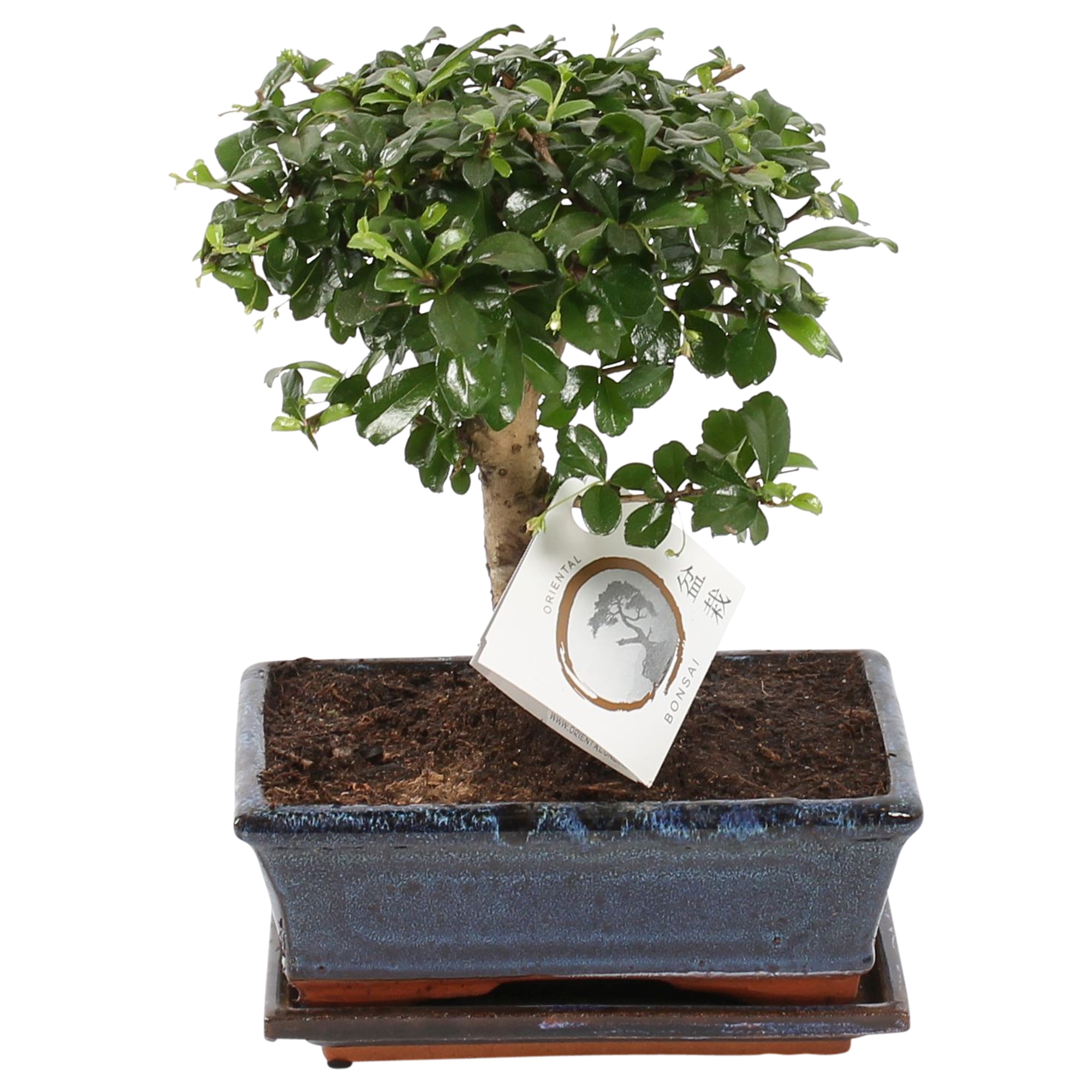 Bonsai - Carmona microphylla - Hoogte 30-35cm -⌀20cm afbeelding
