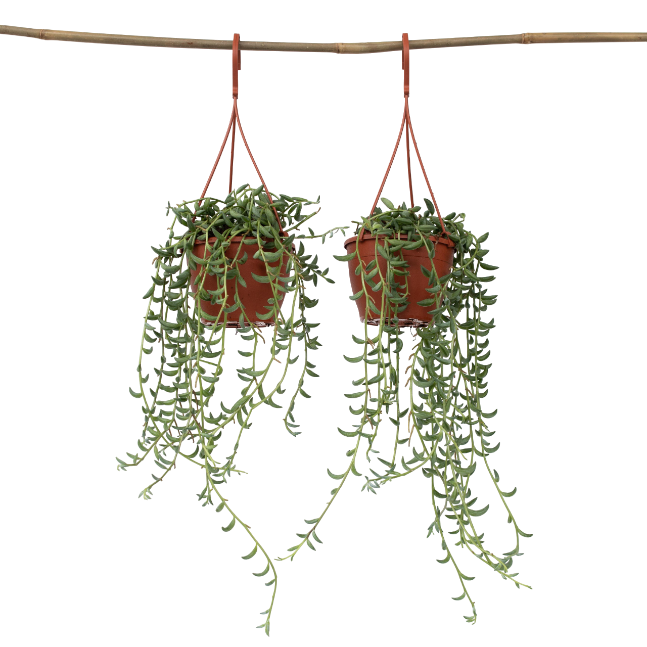 Bananenketting - Set van 2 - Senecio radicans - Hoogte 10-20cm -⌀12cm afbeelding