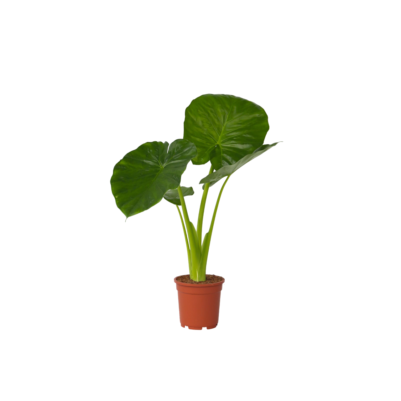 Olifantsoor - Alocasia'Odora'- Hoogte 55-75cm -⌀17cm afbeelding