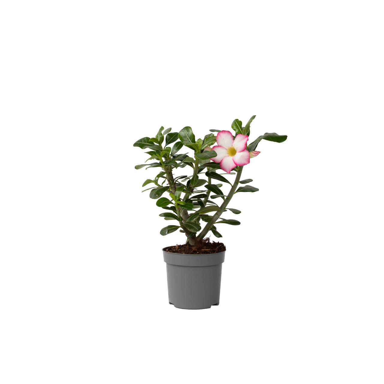 Woestijnroos - Adenium obesum'Pink Star'- Hoogte 30-45cm -⌀13cm afbeelding