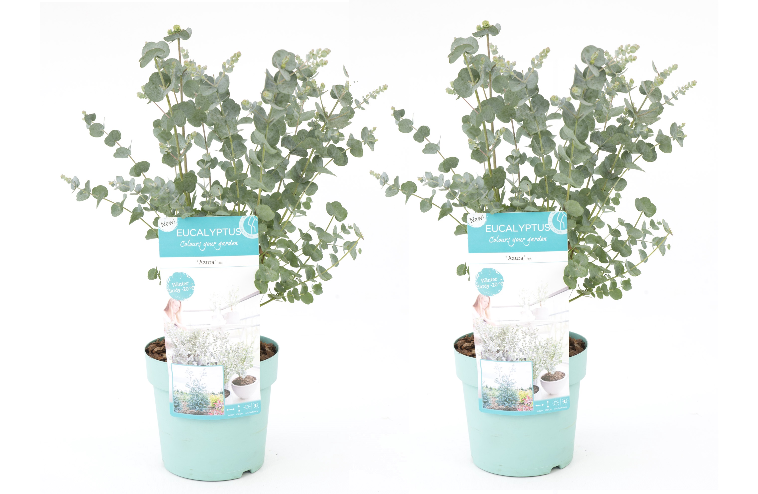 Gomboom - Set van 2 - Eucalyptus'Pulverulenta'- Hoogte 40-50cm -⌀17cm afbeelding