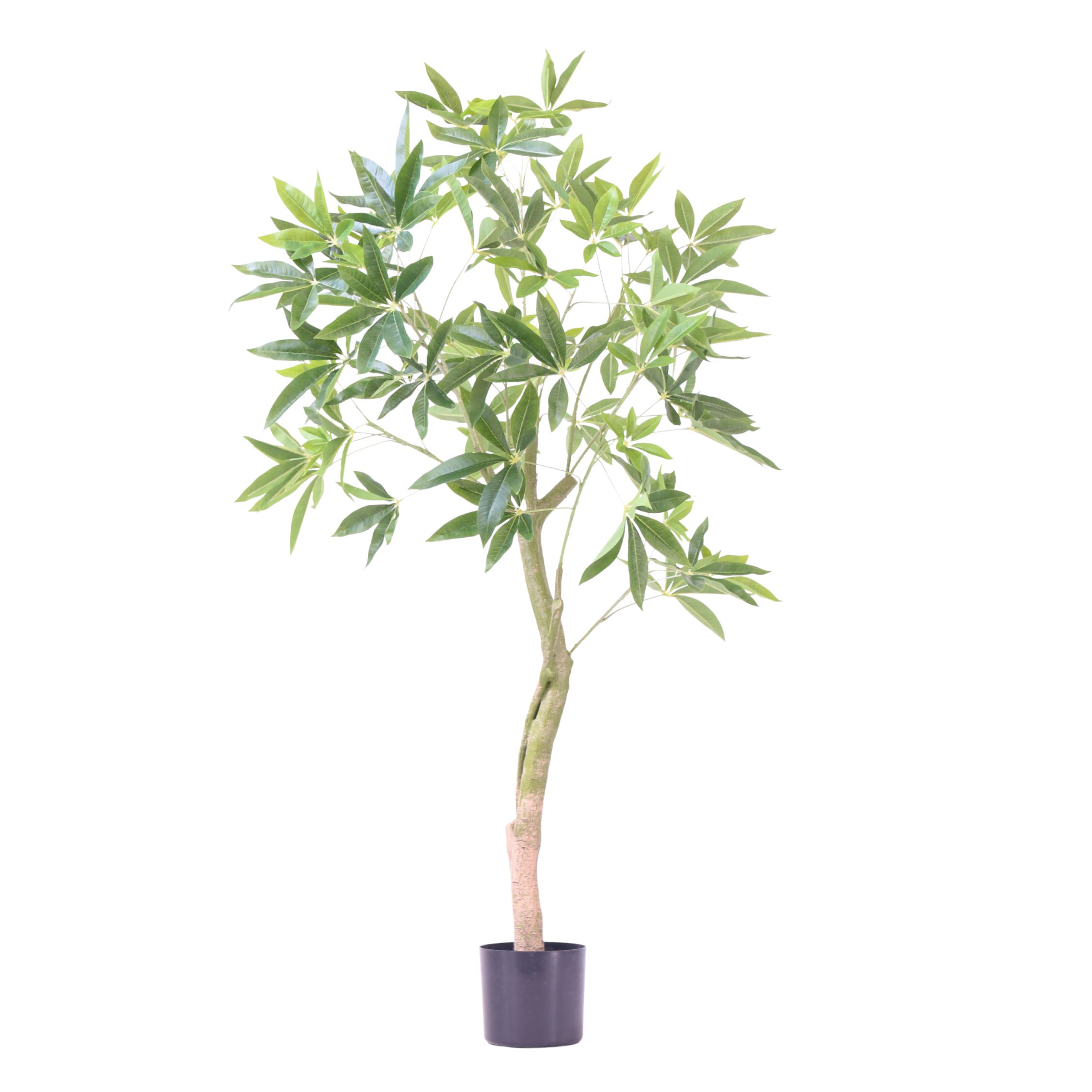 Kunstplant pachira - Hoogte 120cm afbeelding