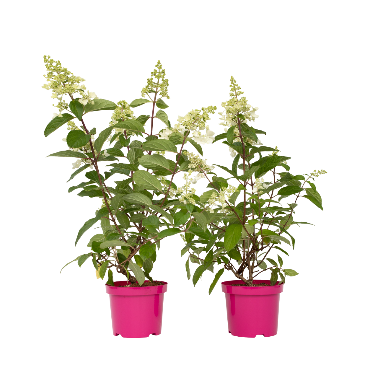 Pluimhortensia - Set van 2 - Hydrangea'Pinky Winky'- Hoogte 25-40cm -⌀19cm afbeelding