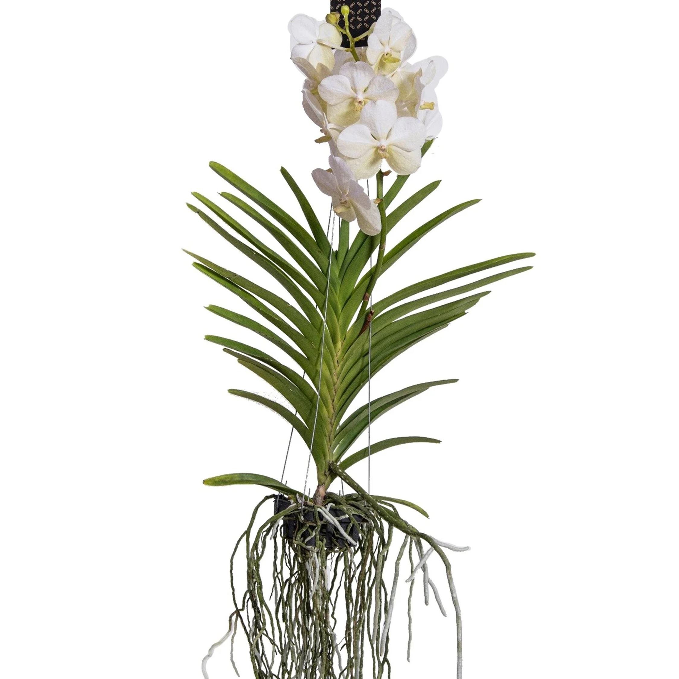 Witte Orchidee L - Vanda'White'- Hoogte 55-65cm afbeelding