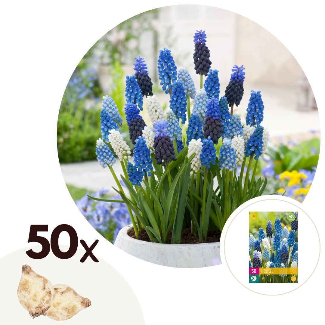 Blauwe Druifjes - Set van 50 - Muscari'Magic Mix'- Bloembollen afbeelding