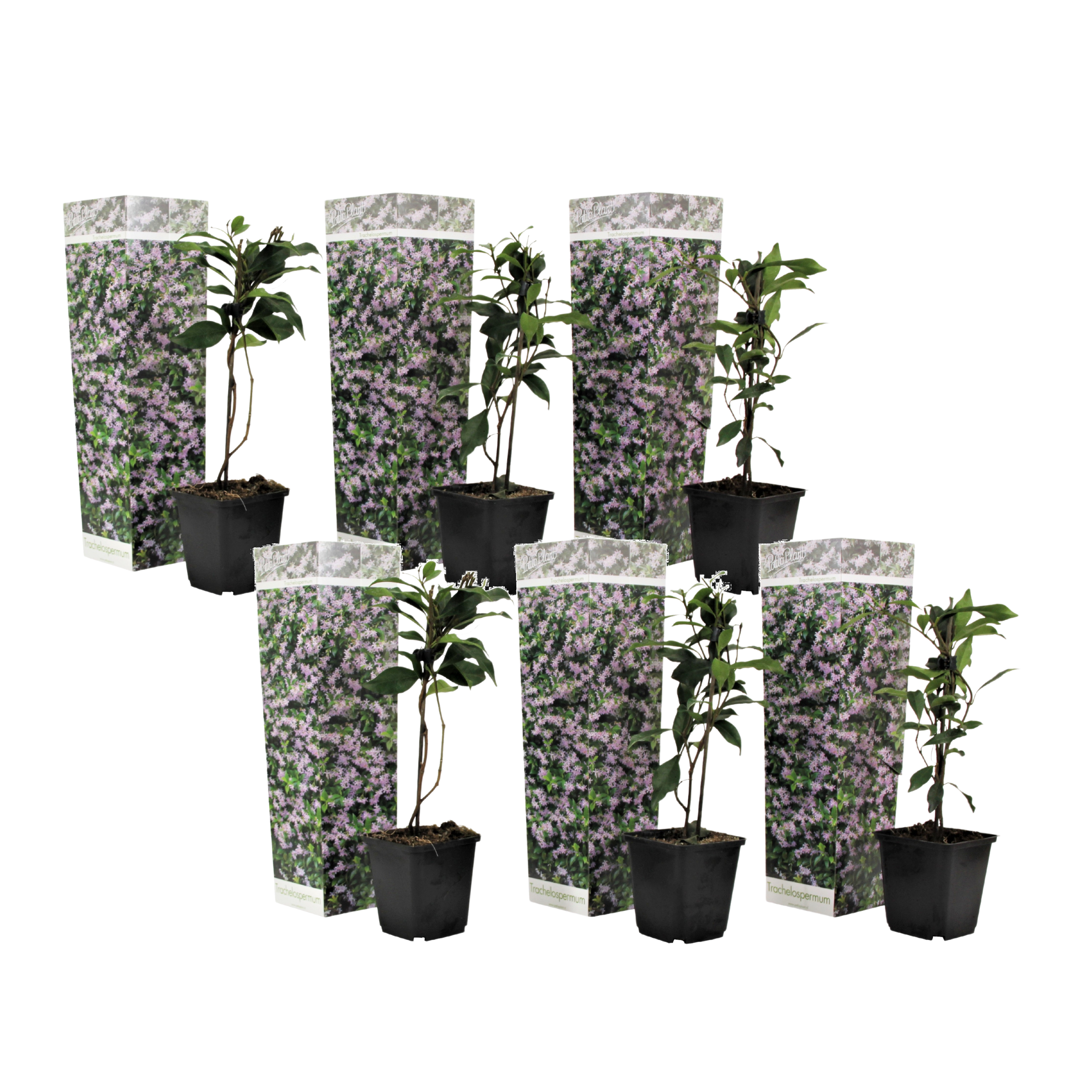 Toscaanse jasmijn - Set van 6 - Trachelospermum jasm. - Hoogte 25-40cm -⌀9cm afbeelding