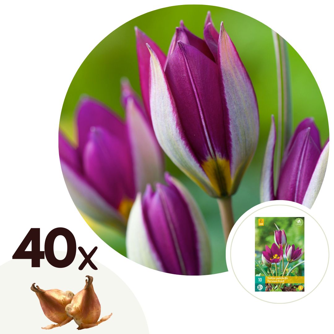 Tulpenbollen - Set van 40 - Tulipa'Pulchella Persian'- Bloembollen - Paars afbeelding