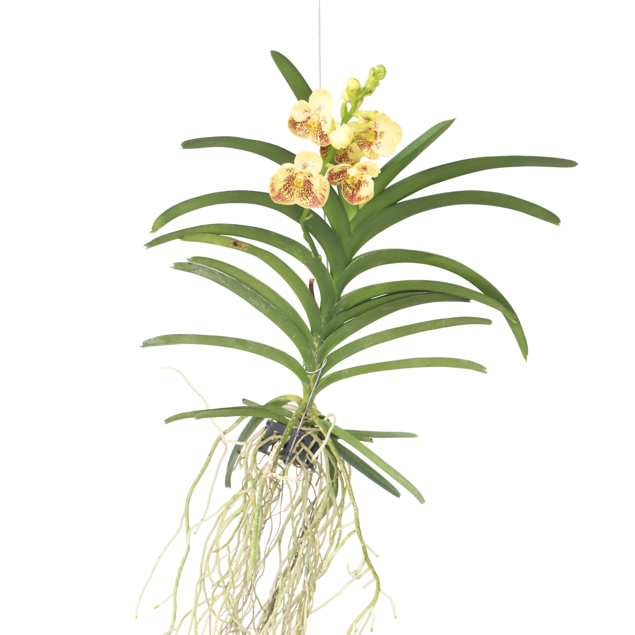 Gele Orchidee - Vanda'Sunanda Yellow Henna'- Hoogte 65-75cm afbeelding