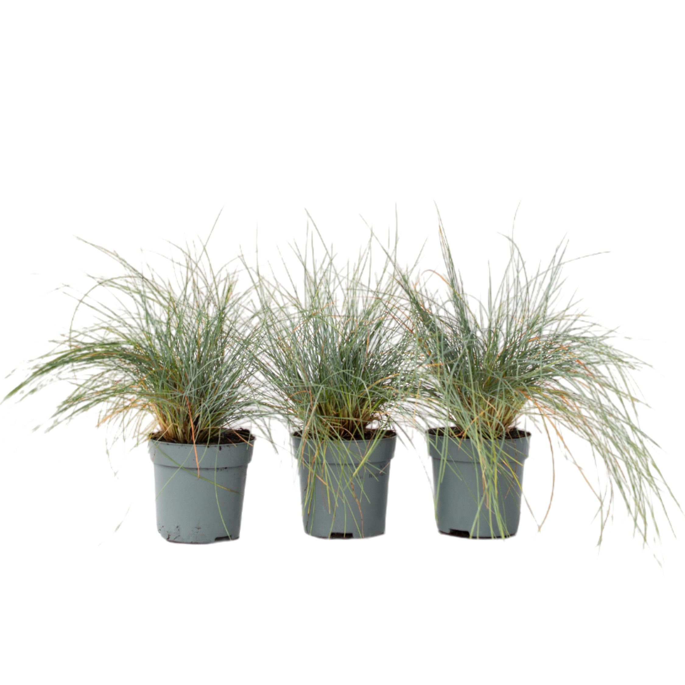 Blauw schapegras - Set van 3 - Festuca'Elijah Blue'- Hoogte 10-15cm -⌀9cm afbeelding