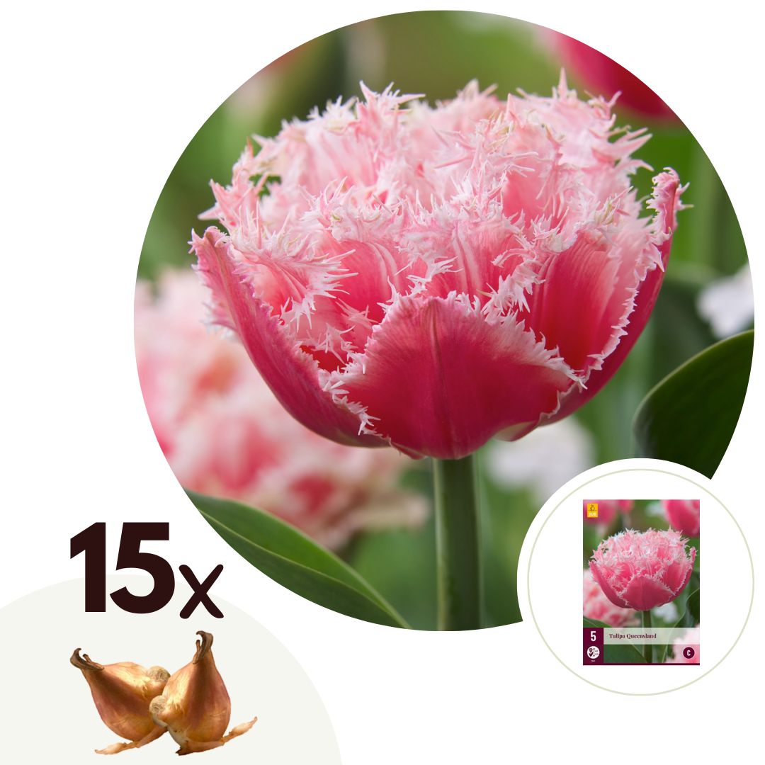 Tulpenbollen - Set van 15 - Tulipa'Queensland'- Bloembollen - Roze afbeelding