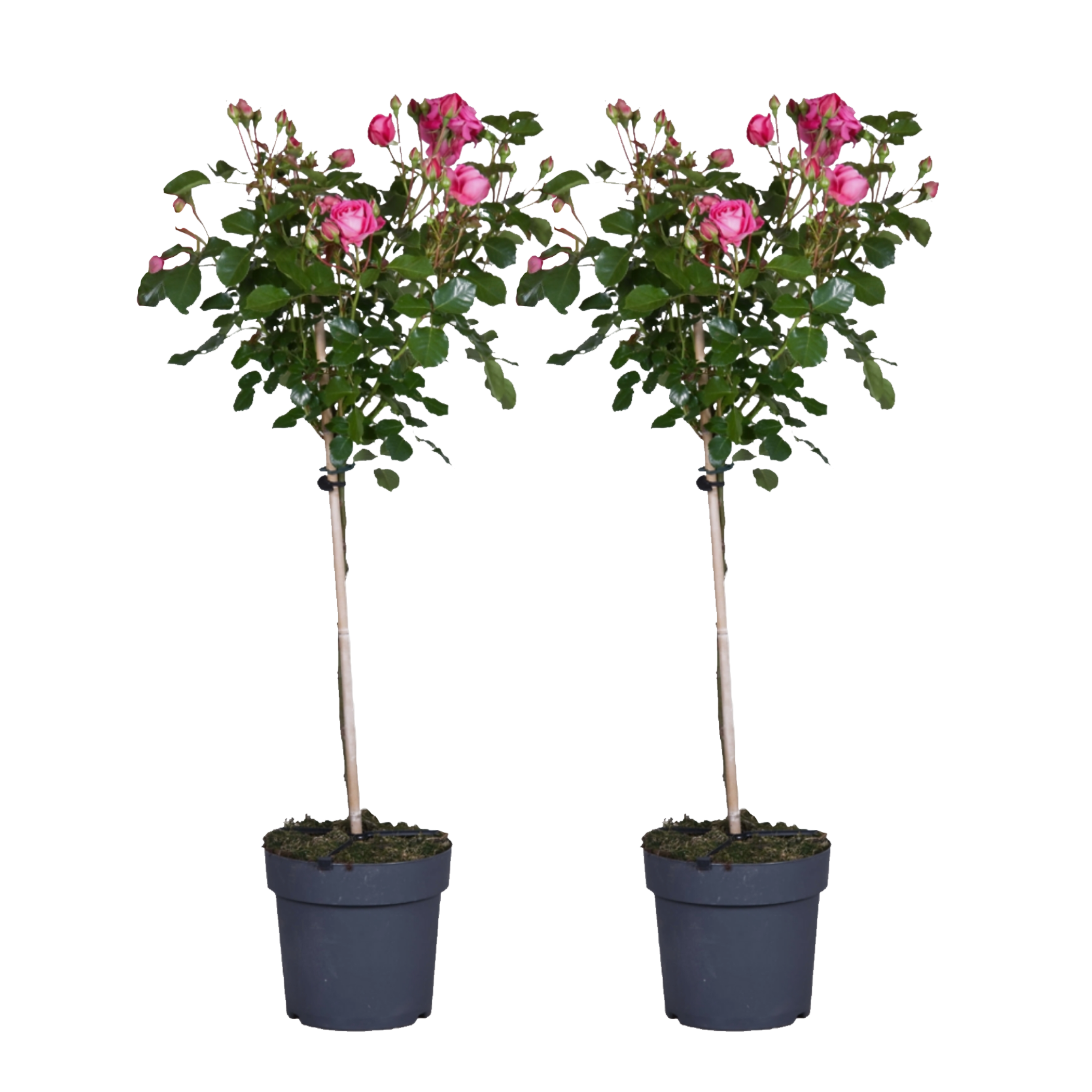 Stamroos - Set van 2 - Rosa palace'Topkapi'- Hoogte 80-100cm -⌀19cm afbeelding