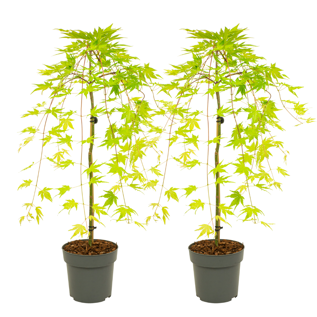 Japanse Esdoorn - Set van 2 - Acer'Cascade Gold'- Hoogte 80-90cm -⌀19cm afbeelding
