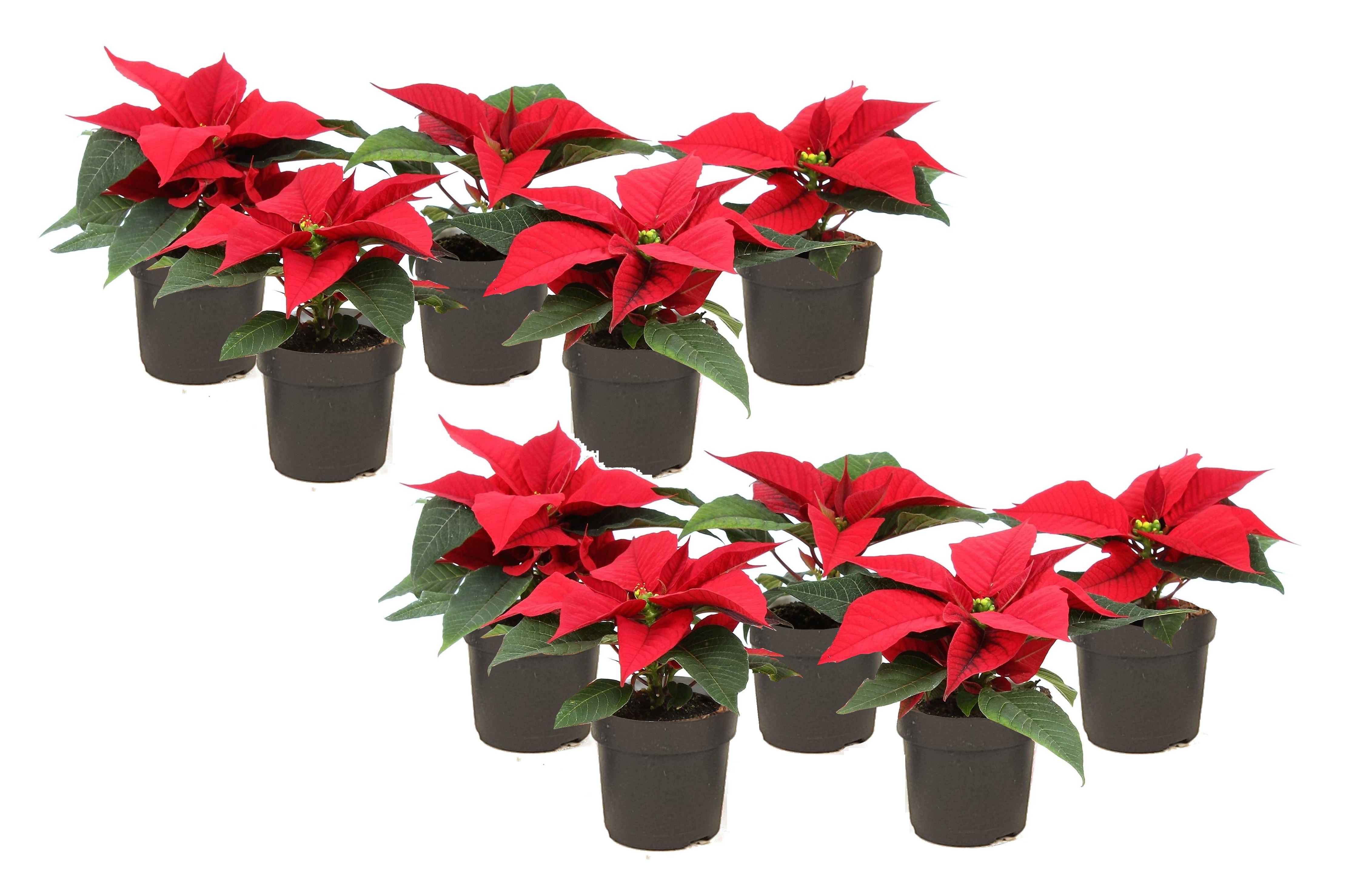 Kerstster - Set van 10 - Euphorbia pulcherrima - Hoogte 5 - 10cm -⌀7cm afbeelding