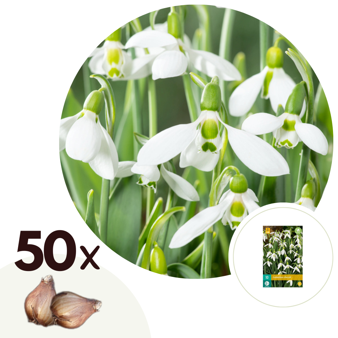 Groot sneeuwklokje - Set van 50 - Galanthus elwesii - Bloembollen - Wit afbeelding