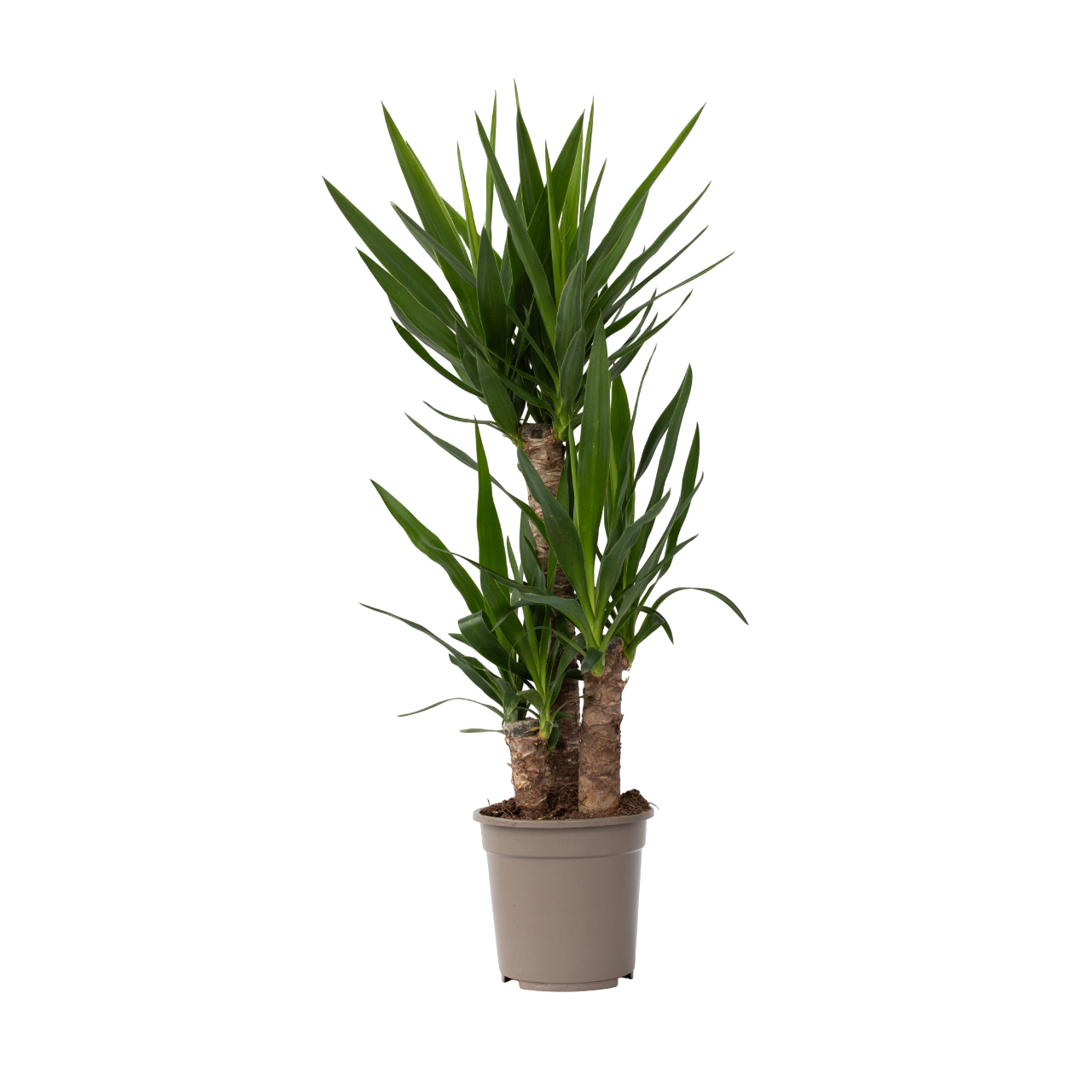 Palmlelie - Yucca elephantipes - Hoogte 70-80cm -⌀21cm afbeelding