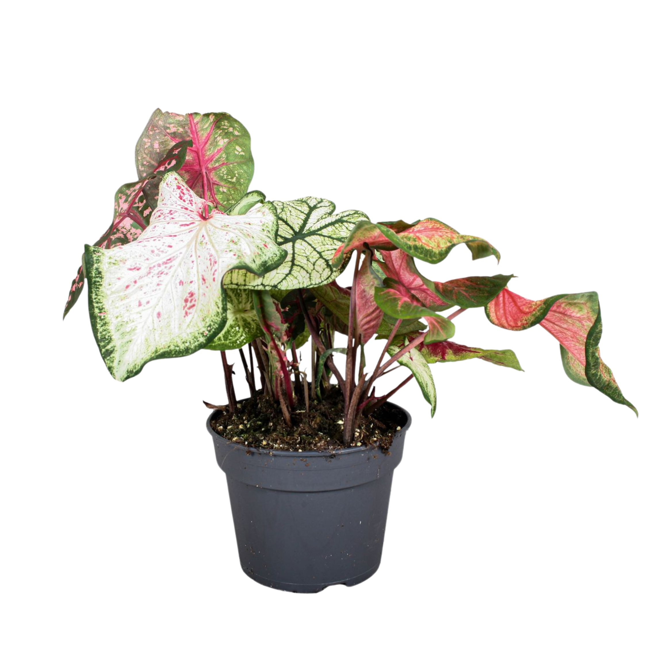 Engelenvleugels - Caladium'Carnaval'- Hoogte 40-50cm -⌀17cm afbeelding