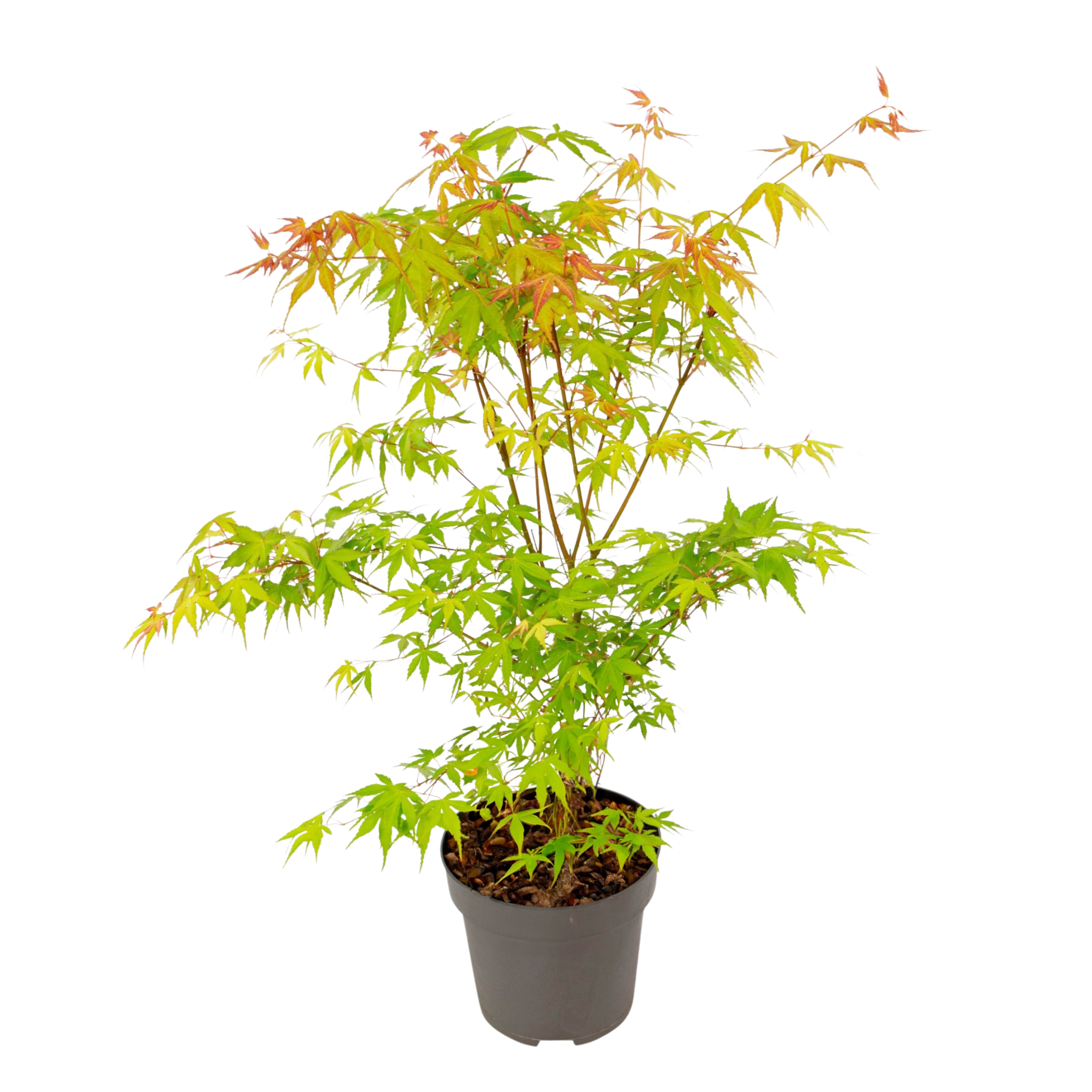 Japanse Esdoorn - Acer palmatum'Katsura'- Hoogte 60-70cm -⌀19cm afbeelding