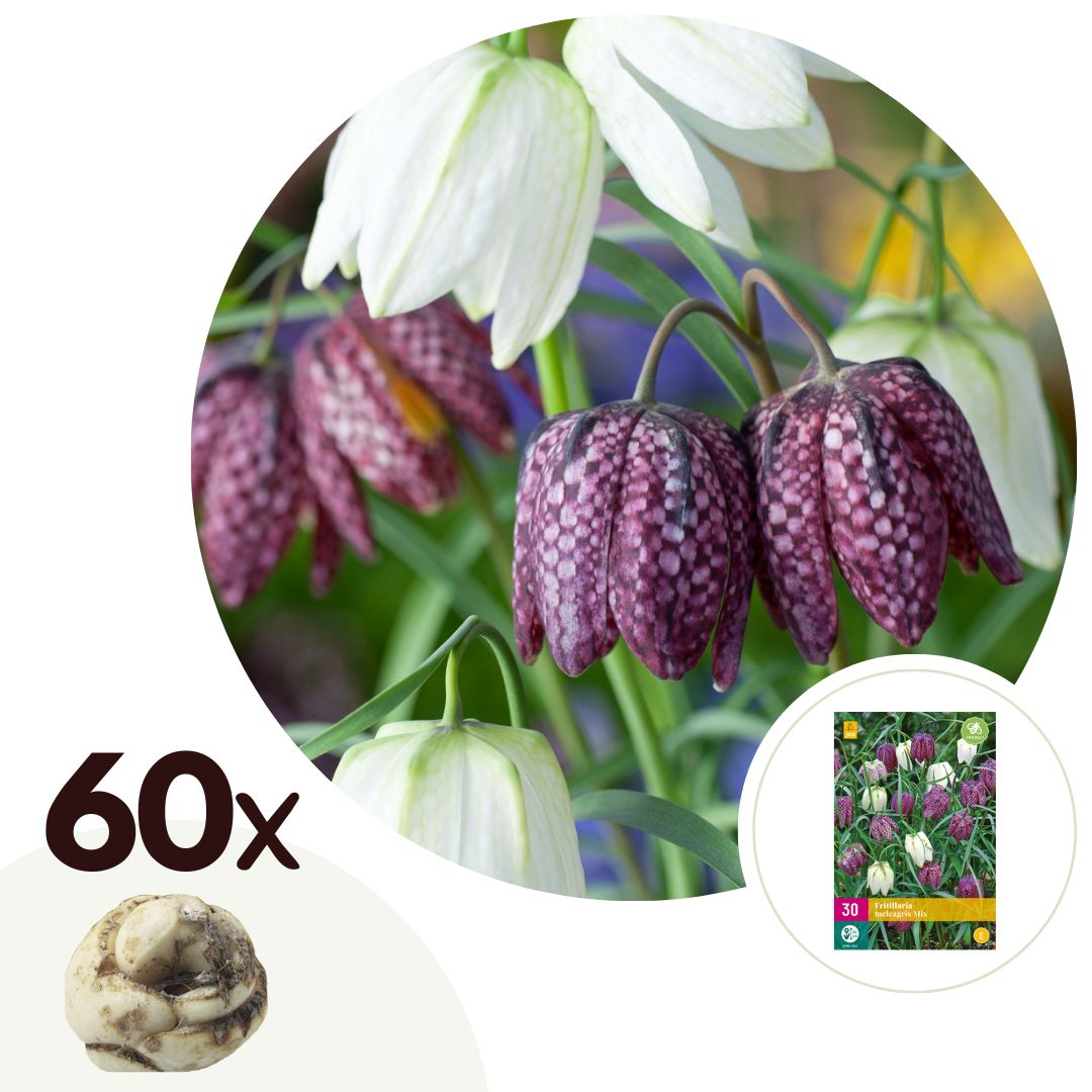 Wilde kievitsbloem - Set van 60 - Fritillaria'meleagris'- Bloembollen afbeelding