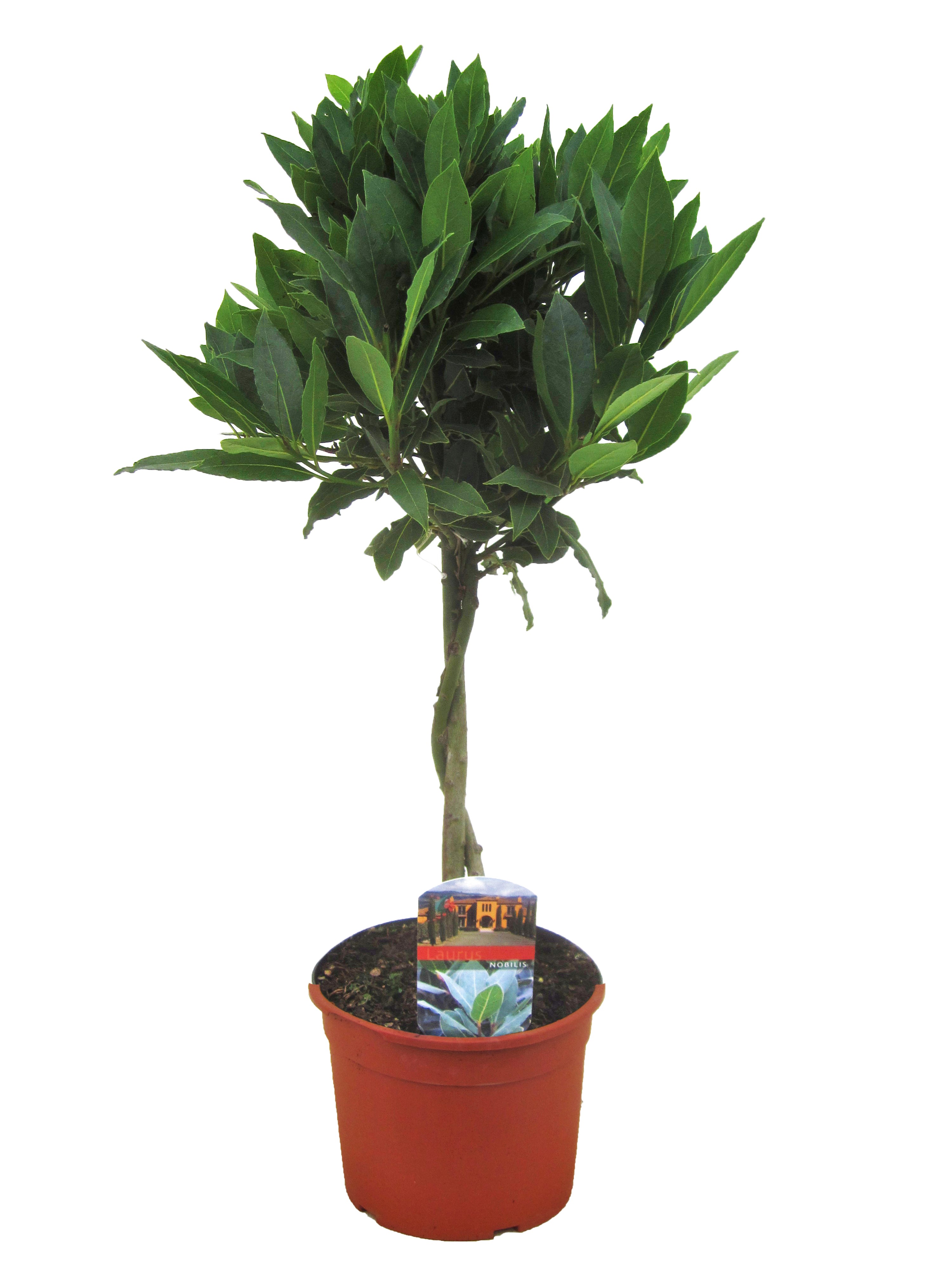 Laurierboom - Laurus nobilis - Hoogte 60-70cm -⌀17cm afbeelding