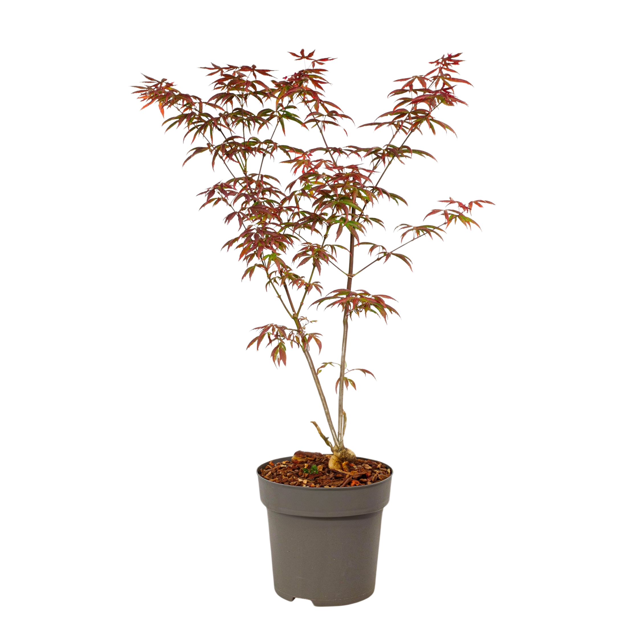 Japanse Esdoorn - Acer palmatum'Starfish'- Hoogte 60-70cm -⌀19cm afbeelding