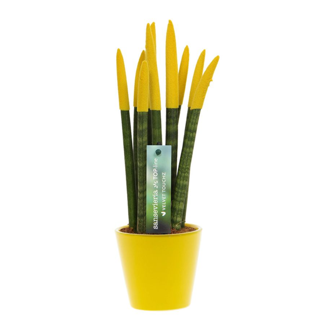 Vrouwentong - Sansevieria cylindrica - Hoogte 20-40cm -⌀9cm afbeelding
