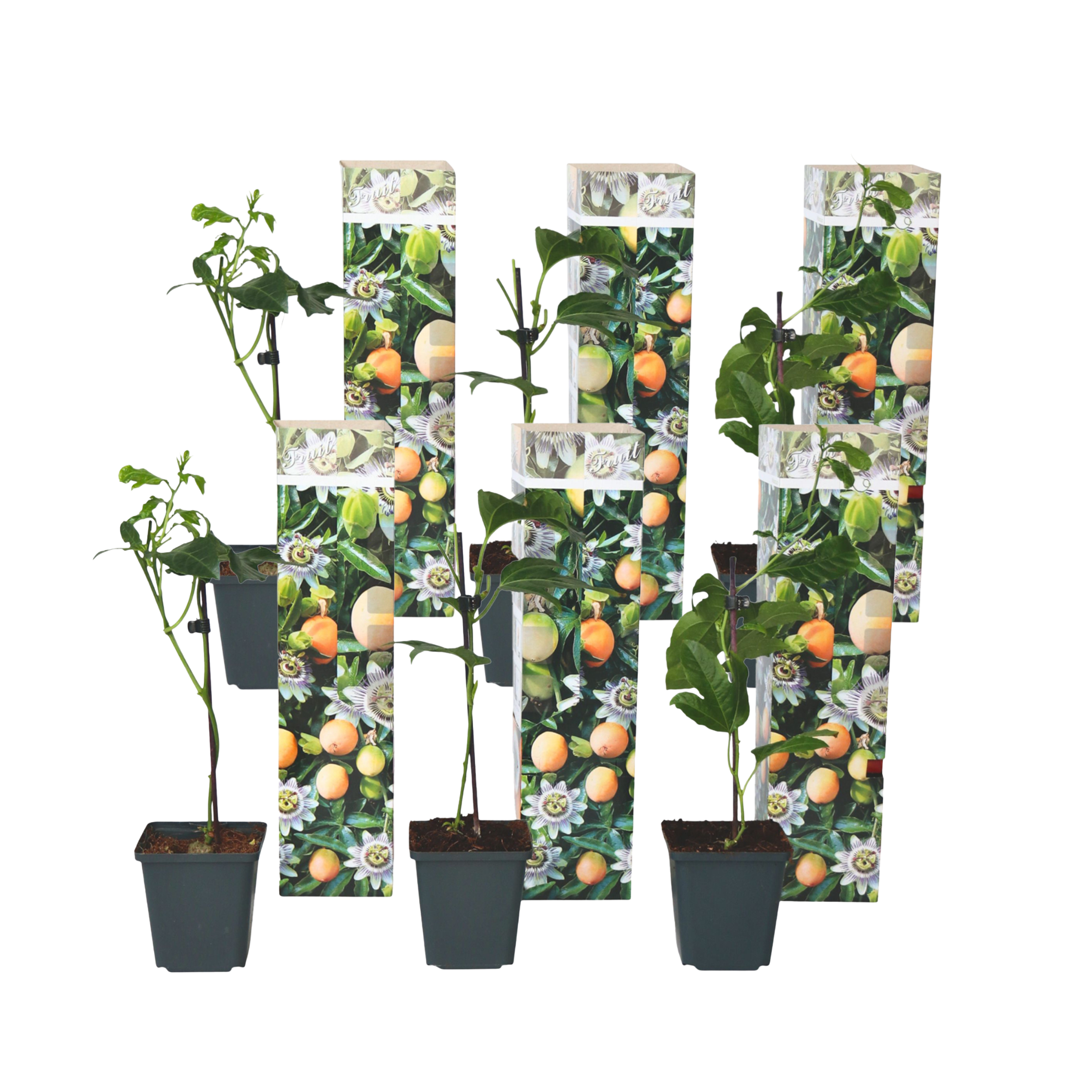 Passiebloem - Set van 6 - Passiflora edulis'Frederick'- Hoogte 25-40cm -⌀9cm afbeelding