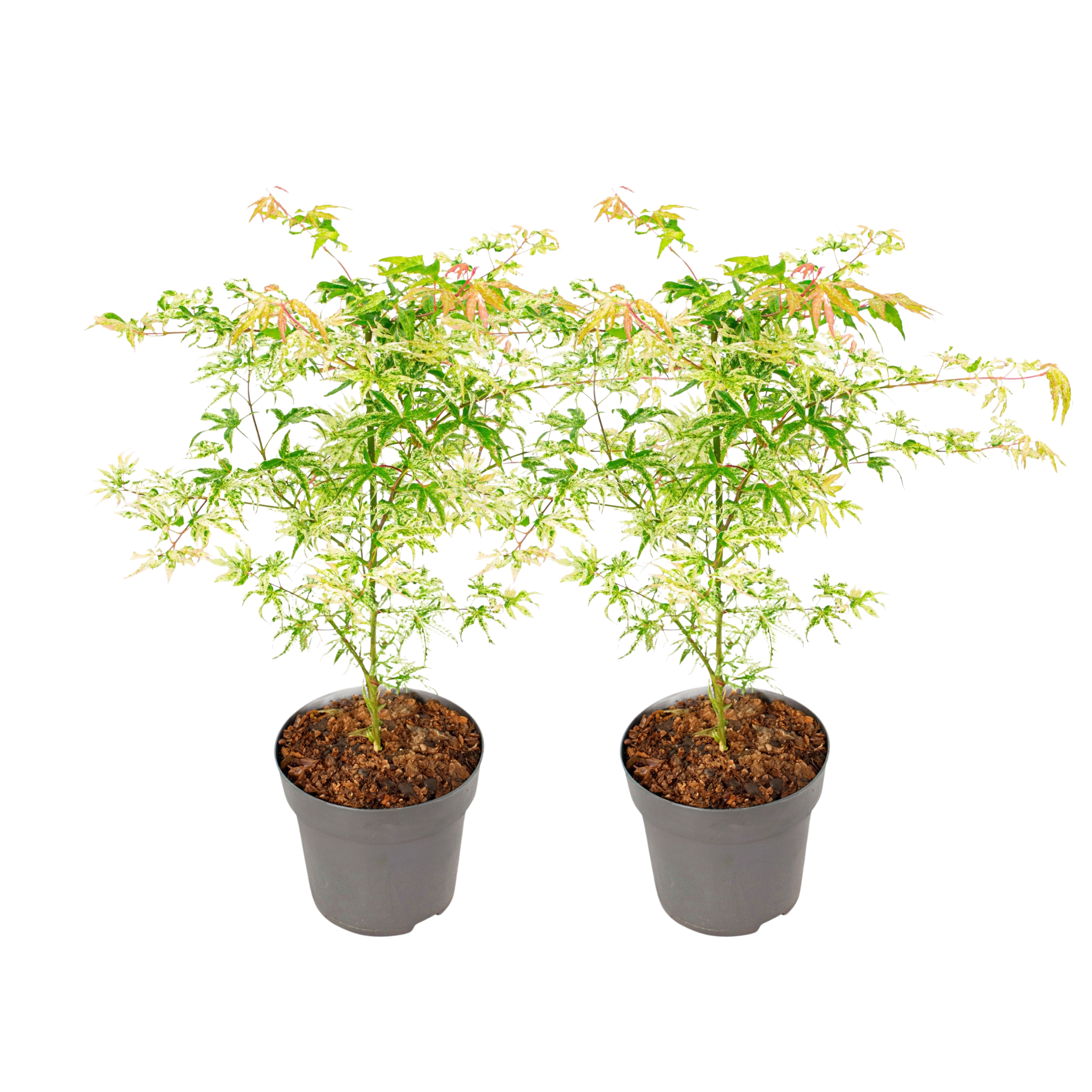 Japanse Esdoorn - Set van 2 - Acer'Orange Dream'- Hoogte 60-70cm -⌀19cm afbeelding