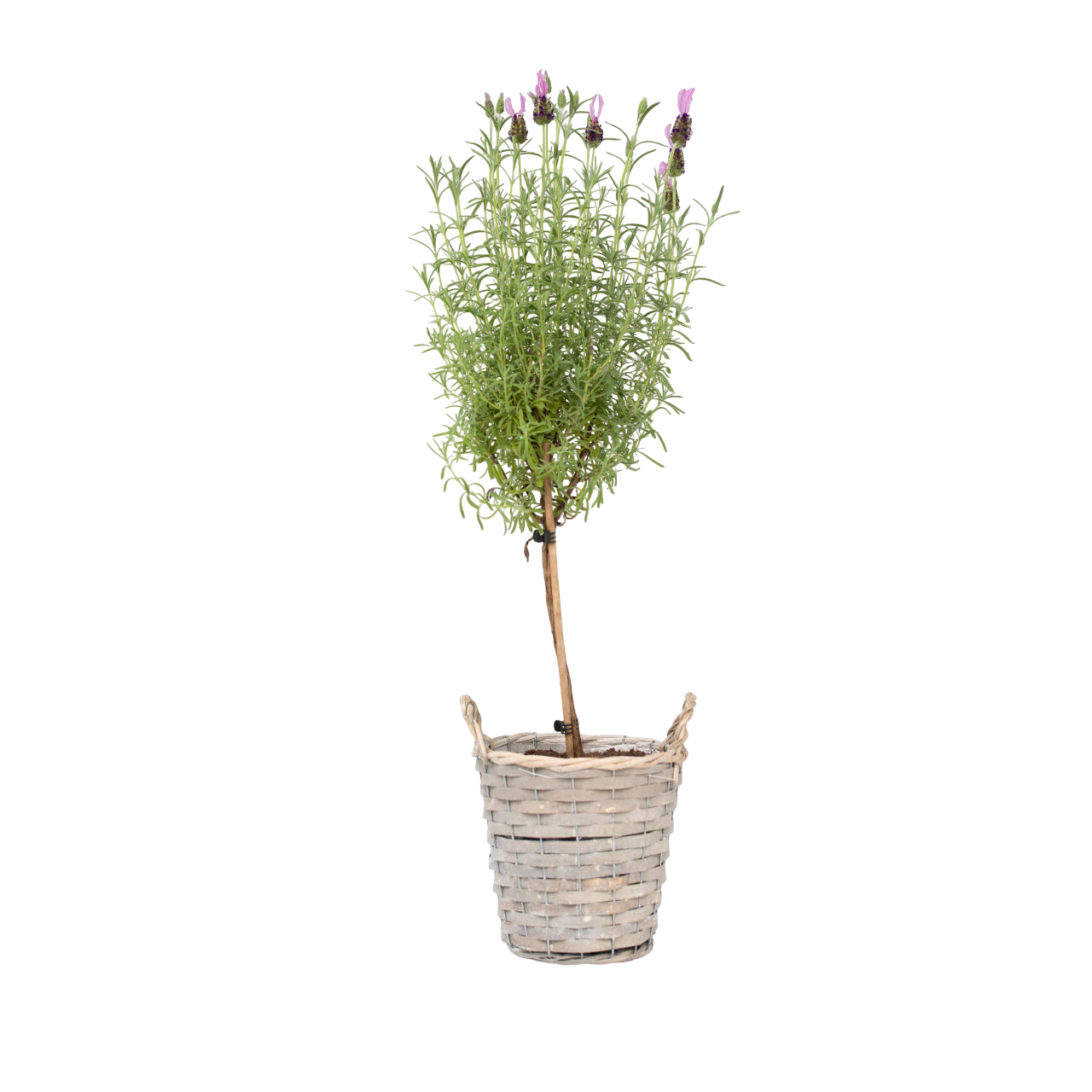 Lavendelboom - Lavandula stoechas'Anouk'- Hoogte 45-55cm -⌀15cm afbeelding