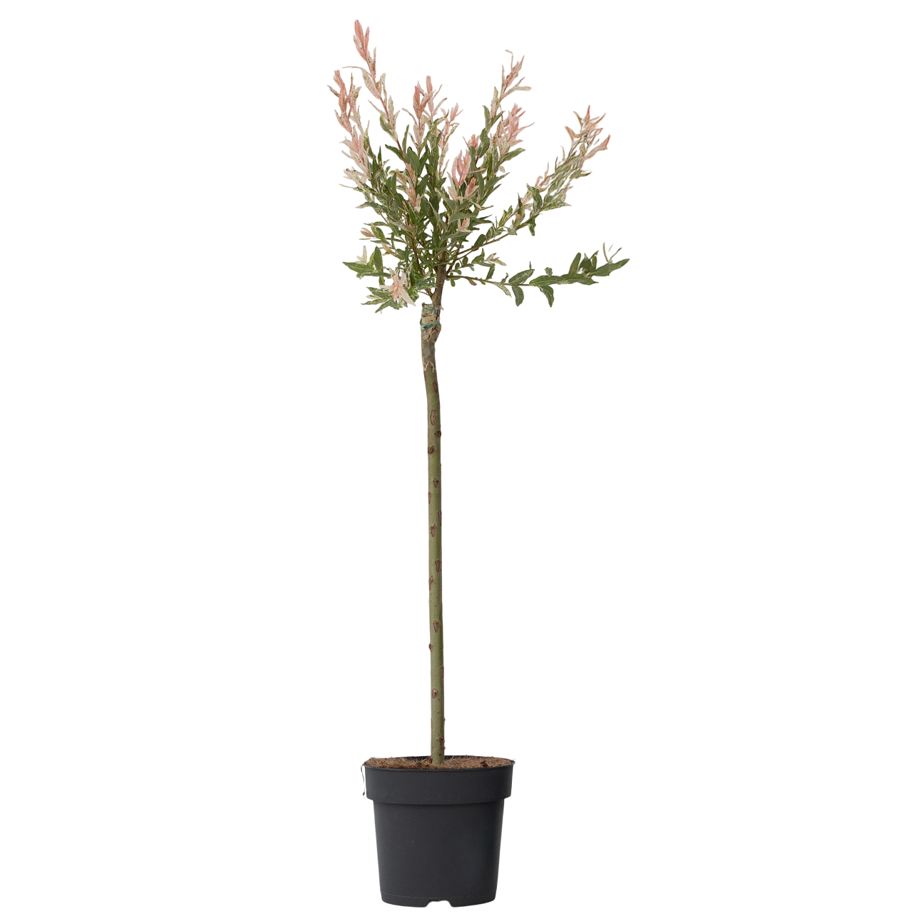 Bonte Wilg - Salix integra´Flamingo'- Hoogte 90-110cm - Pot 19cm afbeelding