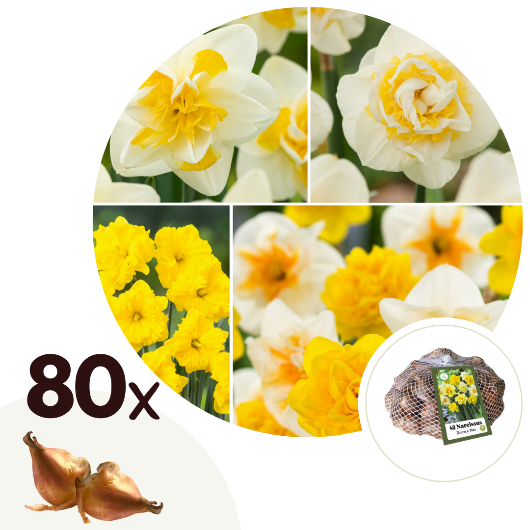 Narcissen - Set van 80 - Narcissus'Double Mix'- Bloembollen afbeelding