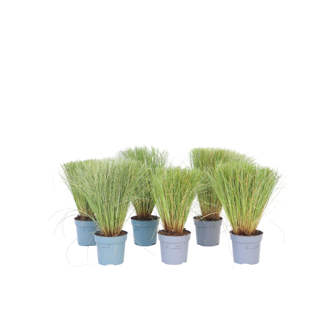Zegge - Set van 6 - Carex'Amazon Mist'- Hoogte 15-25cm -⌀10,5cm afbeelding