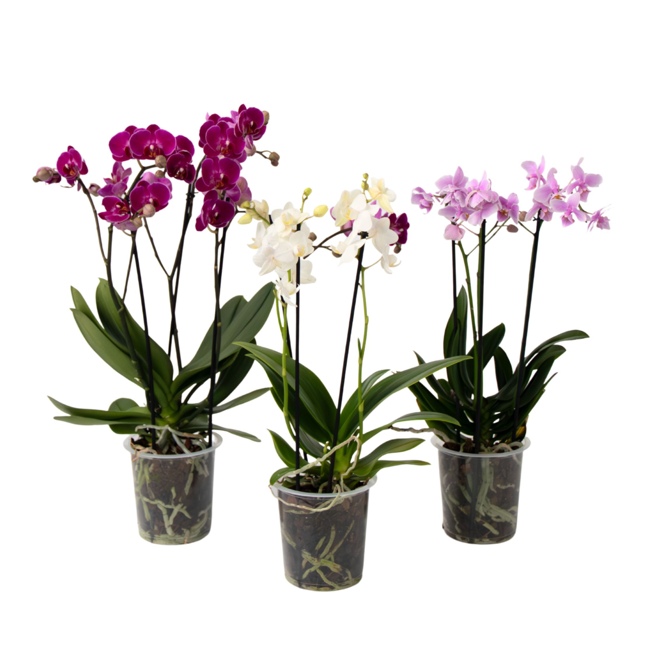 Orchidej Phalaenopsis - x3 - Phalaenopsis Multiflora - Výška 35-45cm - ⌀12cm