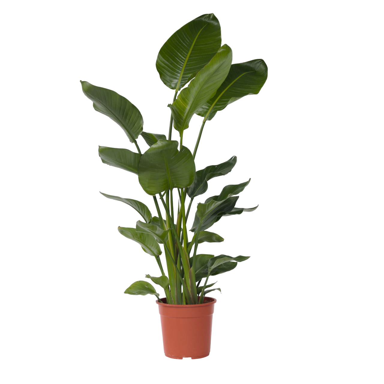 Paradijsvogelplant - Strelitzia nicolai - Hoogte 150-170cm -⌀28cm afbeelding