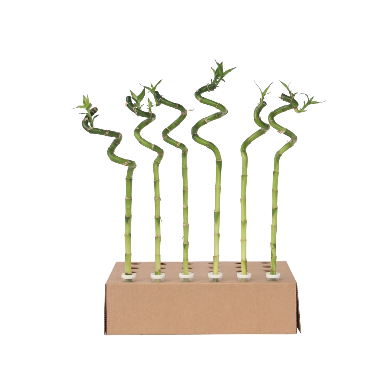 Geluksbamboe - Set van 12 - Dracaena sanderiana - Hoogte 40-50cm -⌀2cm afbeelding