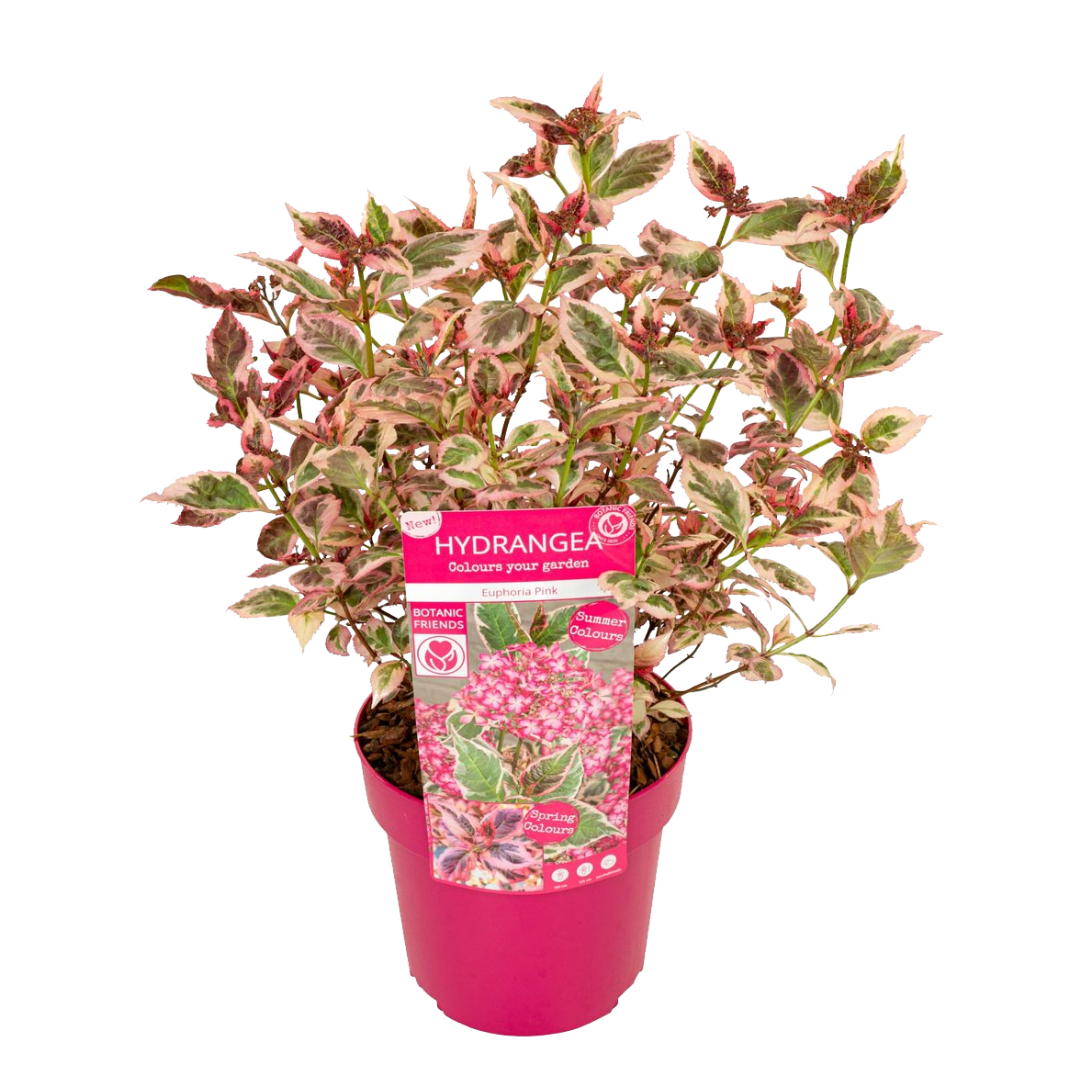 Hortensia - Hydrangea serrata'Euphorbia Pink'- Hoogte 40-50cm -⌀19cm afbeelding