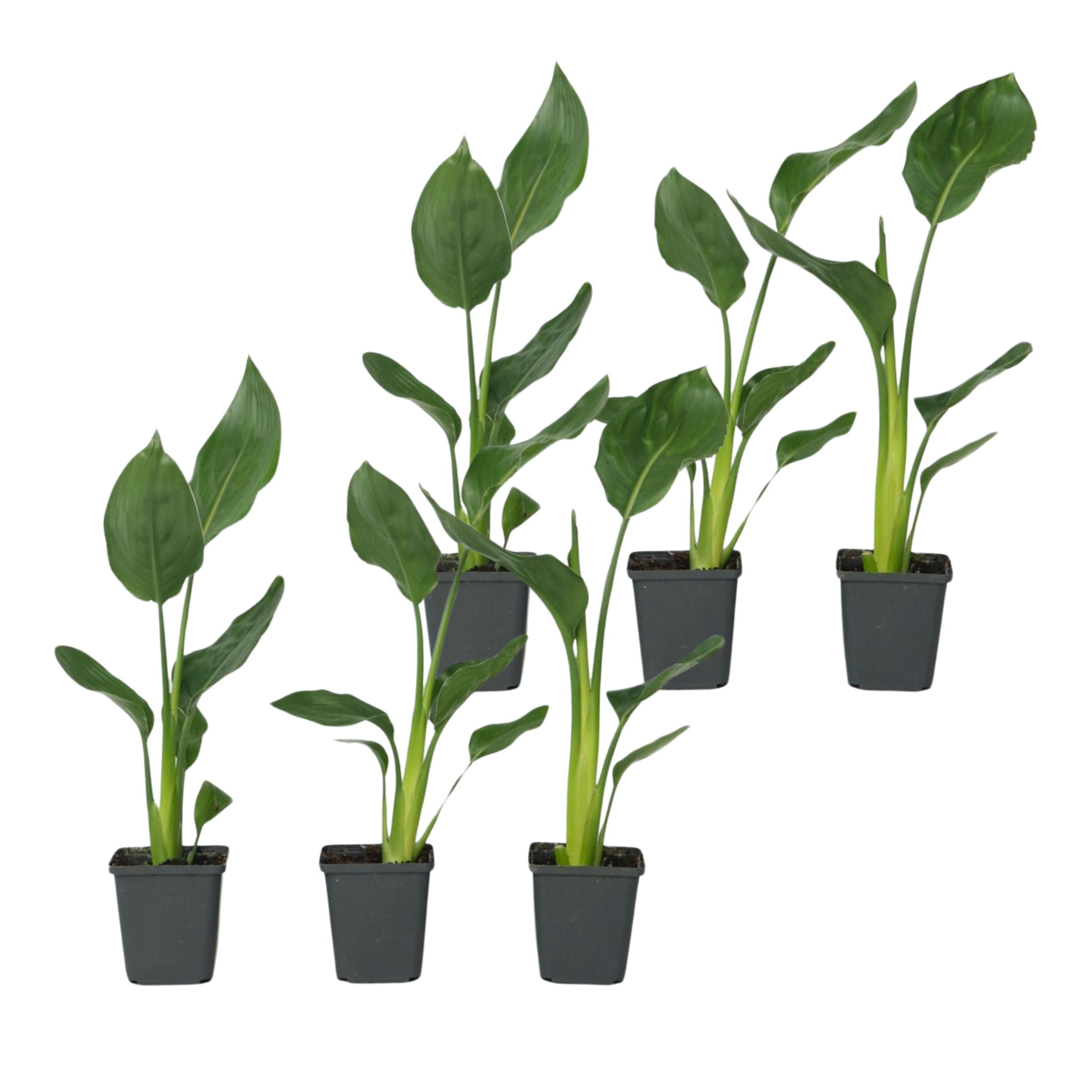 Paradijsvogelbloem - Set van 6 - Strelitzia reginea - Hoogte 25-40cm -⌀9cm afbeelding
