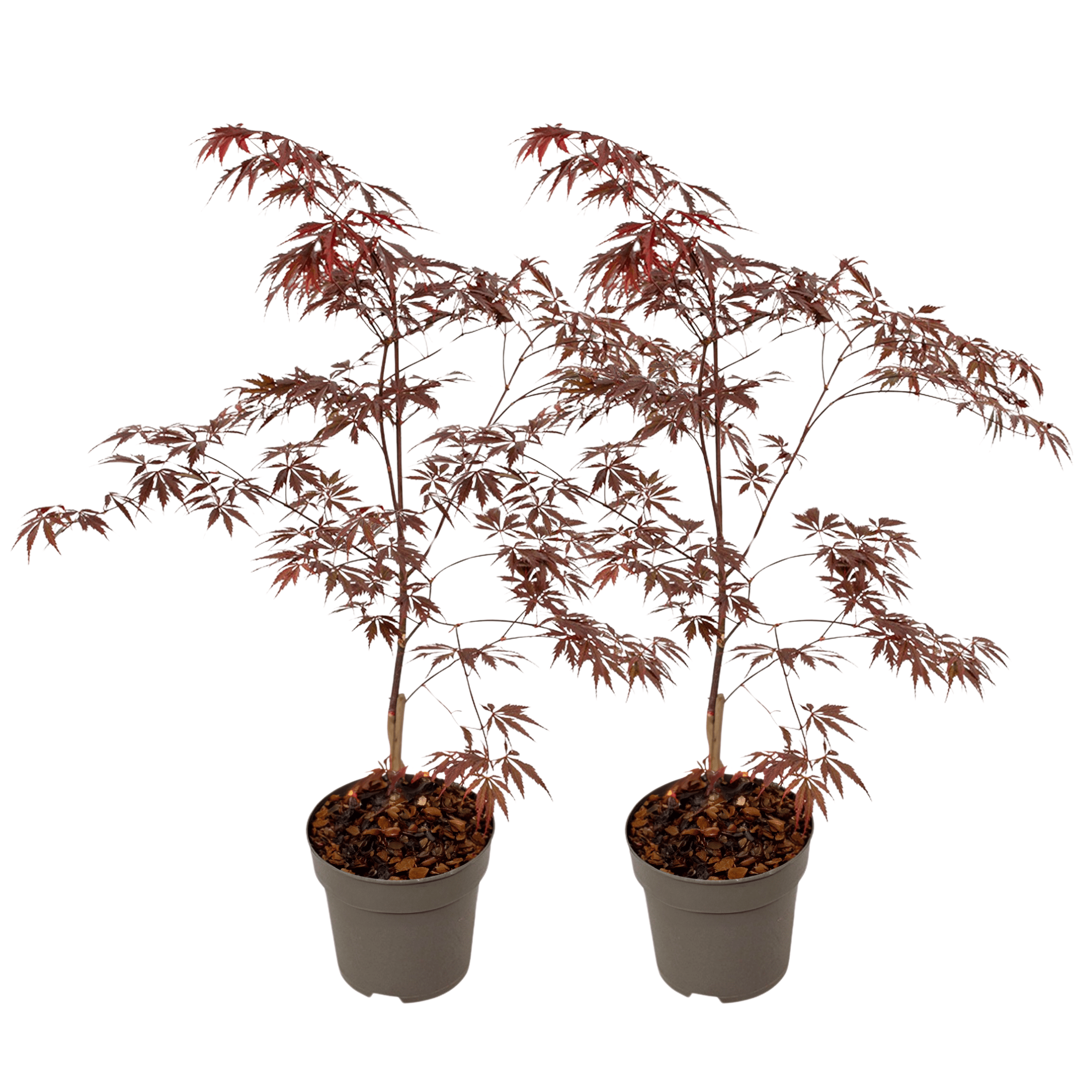 Japanse Esdoorn - Set van 2 - Acer'Black Lace'- Hoogte 60-70cm -⌀19cm afbeelding