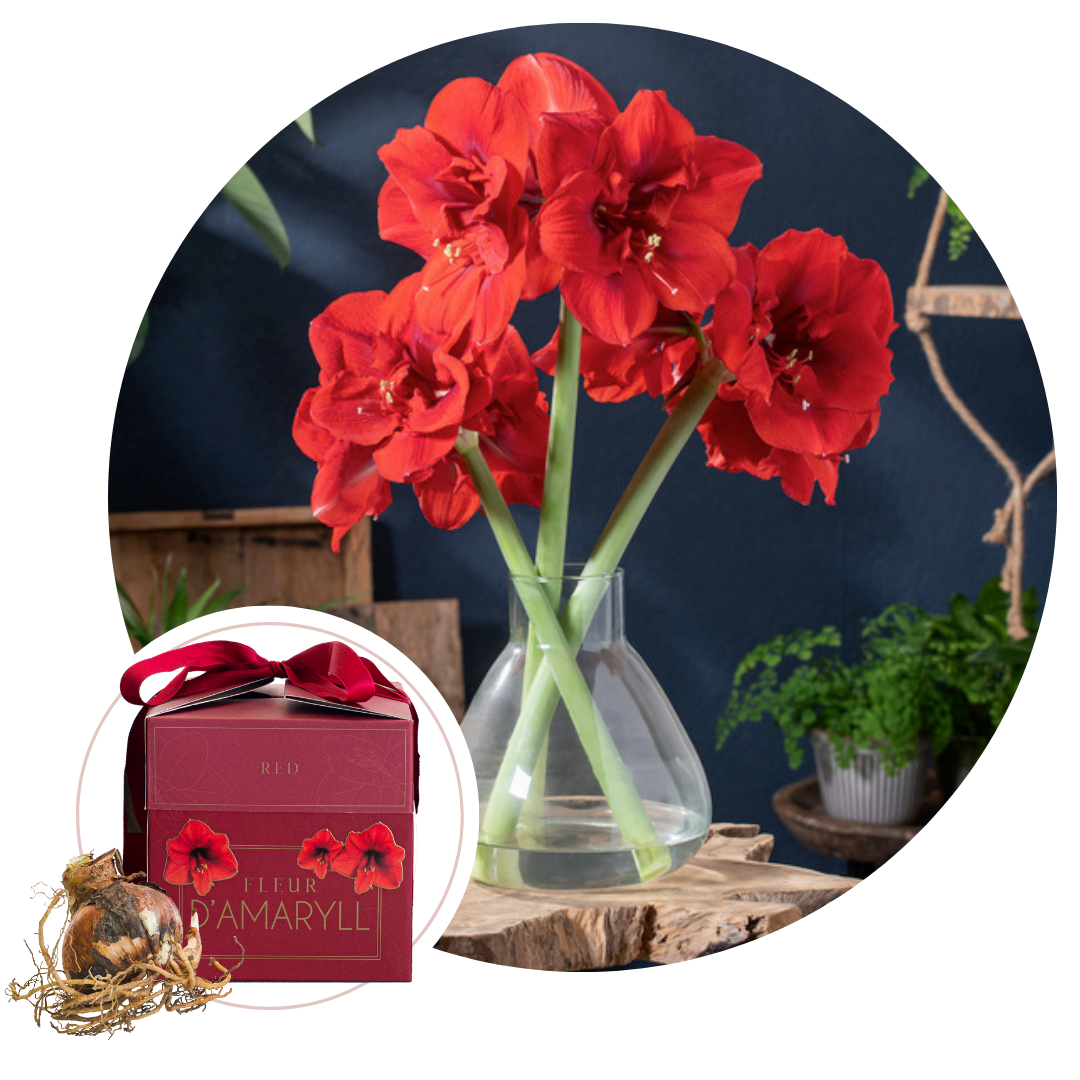 Amaryllis - Hippeastrum'Gift box'- Bloembol - Rood afbeelding