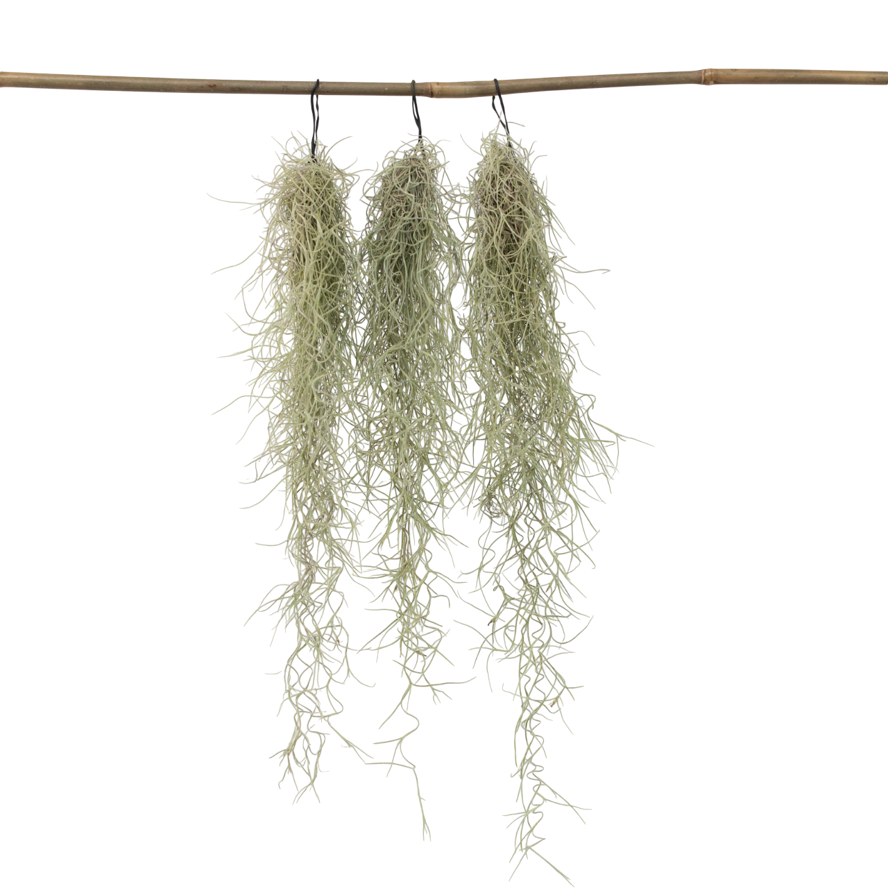 Luchtplantjes - Set van 3 - Tillandsia usneoides - Hoogte 25-40cm -⌀5cm afbeelding