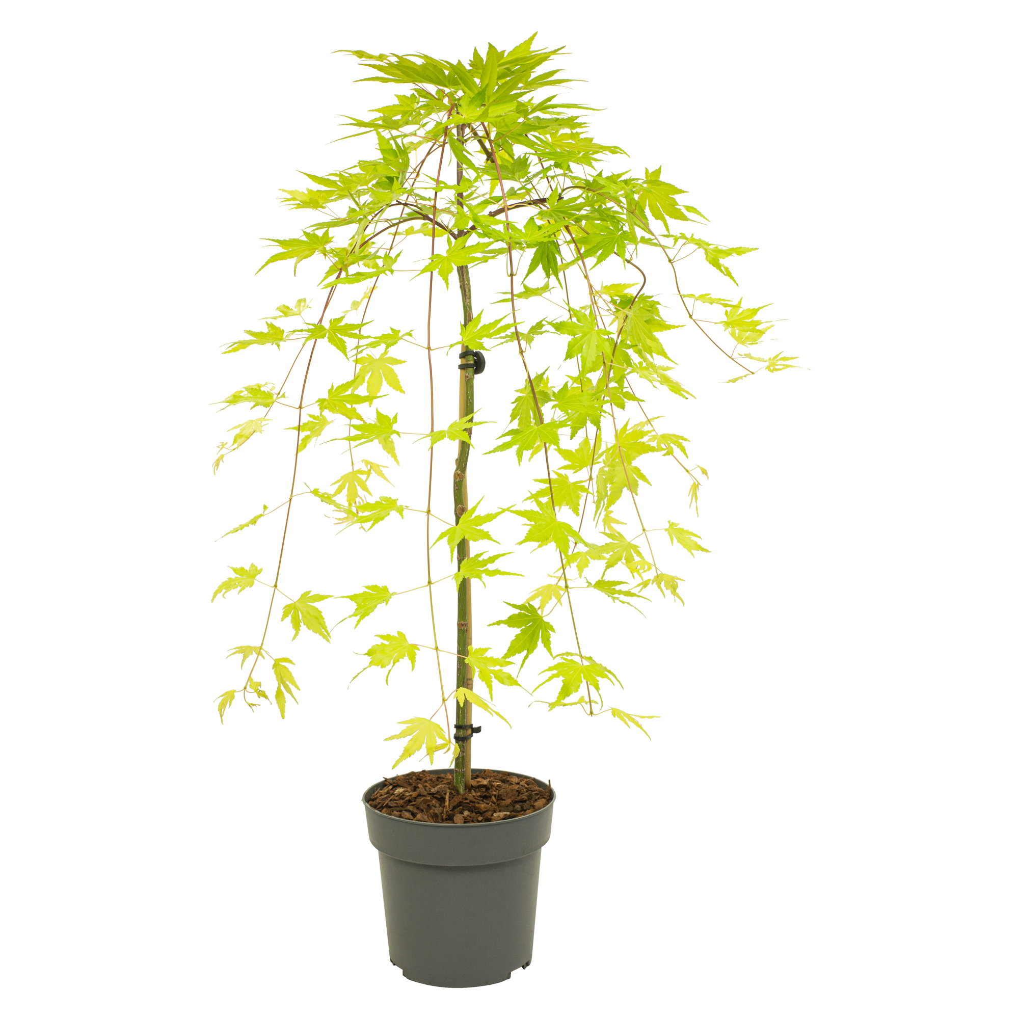 Japanse Esdoorn - Acer palmatum'Cascade Gold'- Hoogte 80-90cm -⌀19cm afbeelding