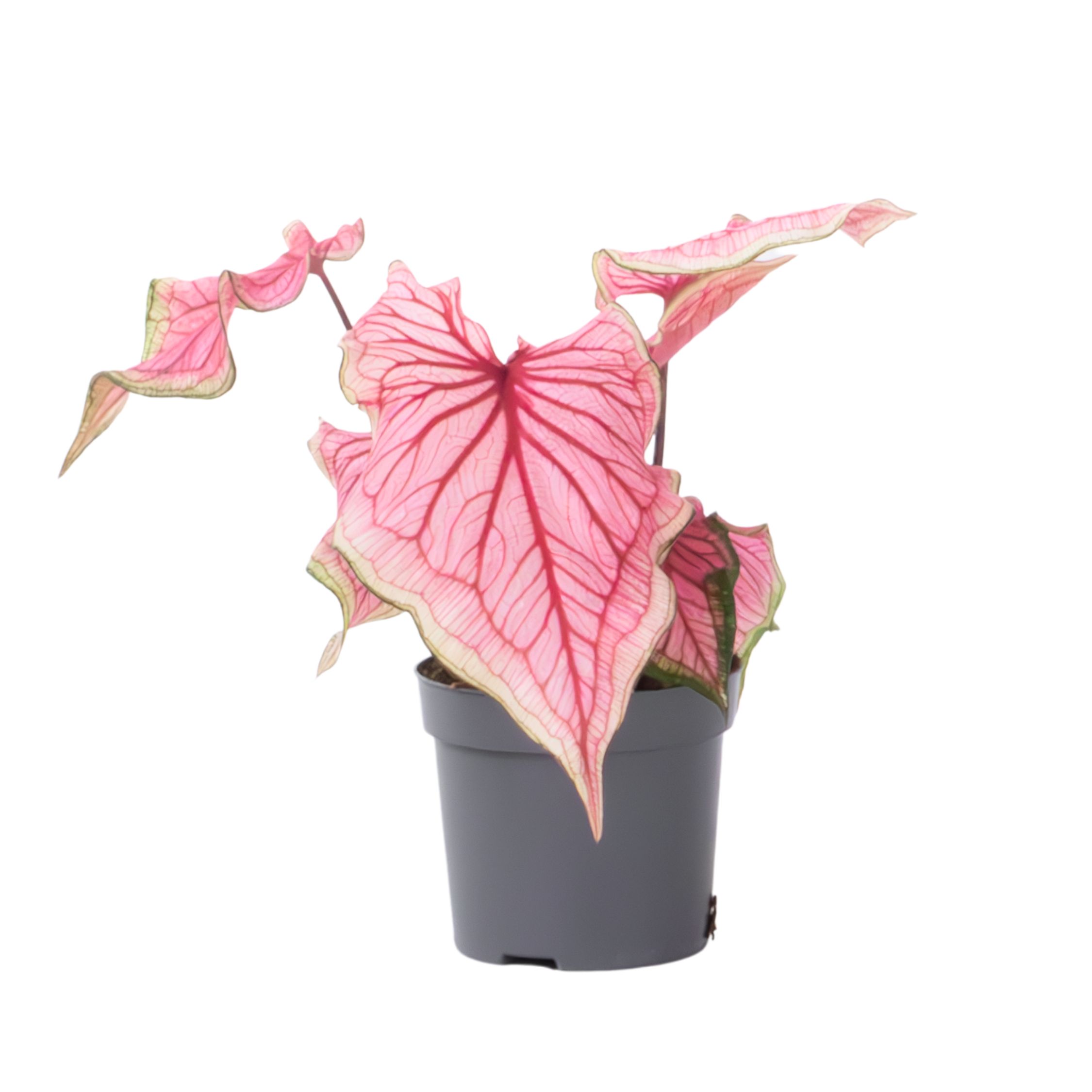 Engelenvleugels - Caladium'Sweetheart'- Hoogte 25-40cm -⌀12cm afbeelding