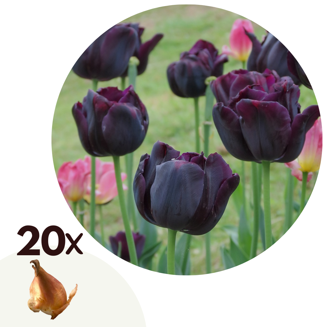 Tulpenbollen - Set van 20 - Tulipa'Queen of Night'- Bloembollen - Paars afbeelding