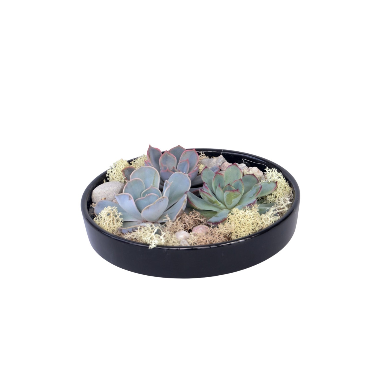 Echeveria - Echeveria lilacina - Hoogte 8cm afbeelding