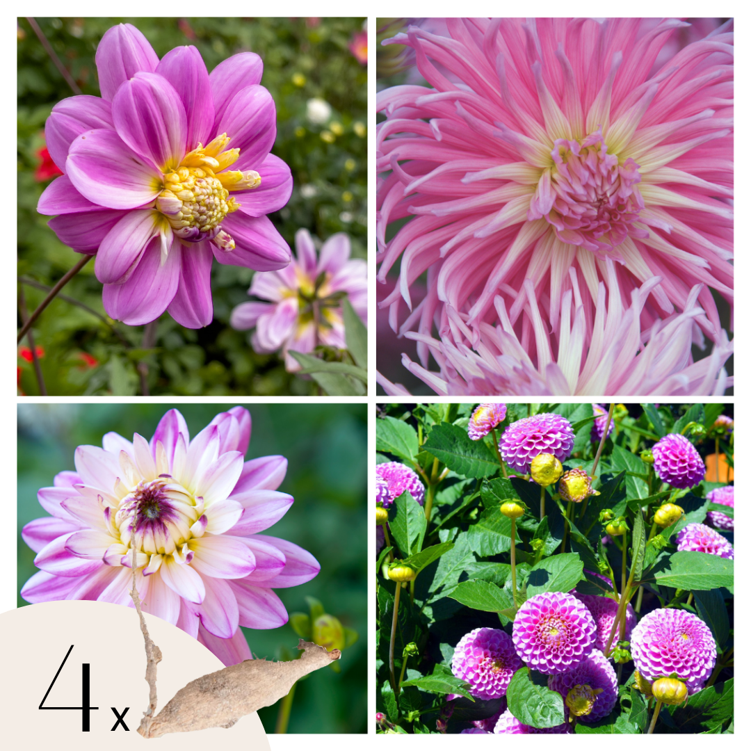 Dahliaknollen - Set van 4 - Dahlia'Pink Love'- Roze afbeelding