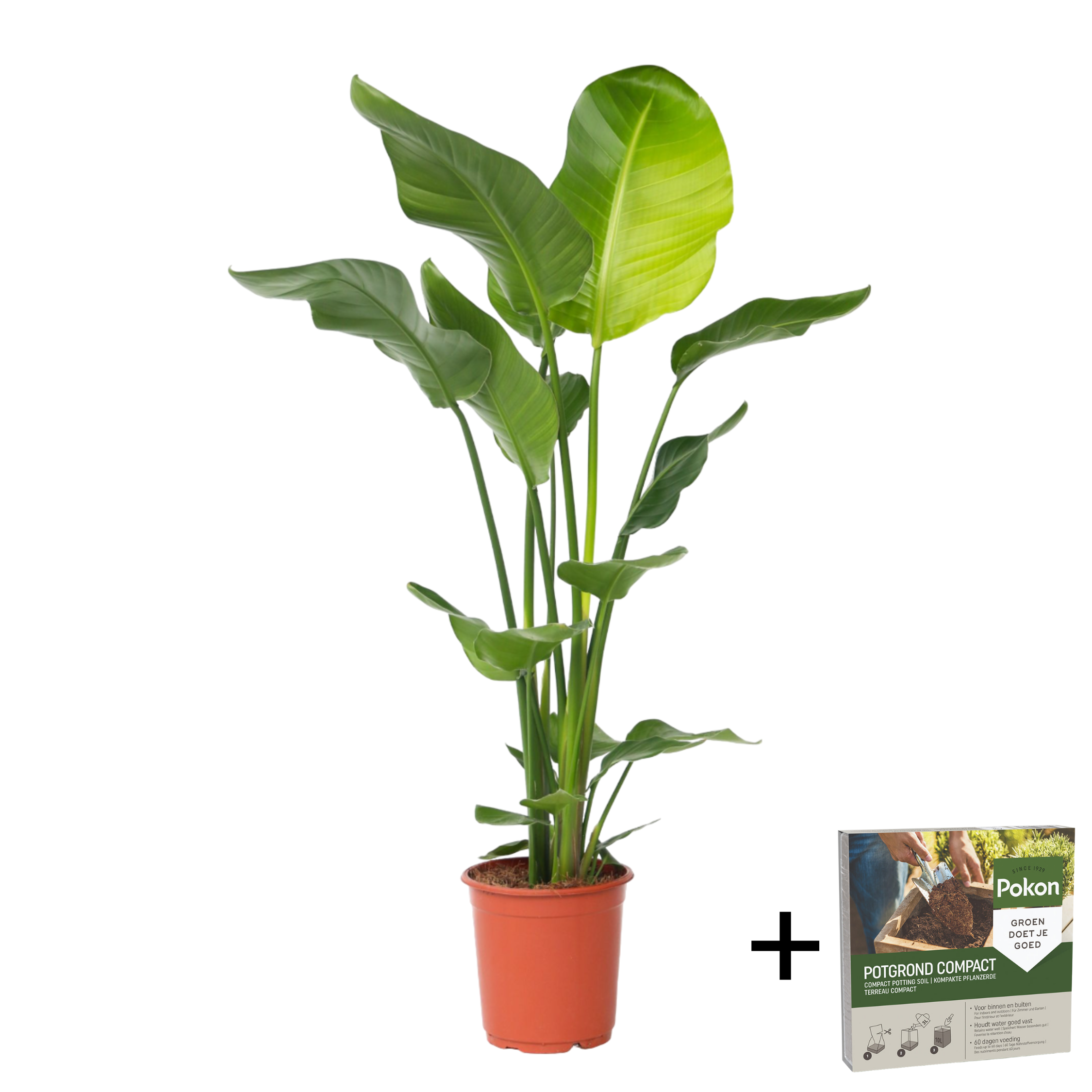 Paradijsvogelplant - Strelitzia nicolai - Hoogte 90-110cm -⌀21cm afbeelding