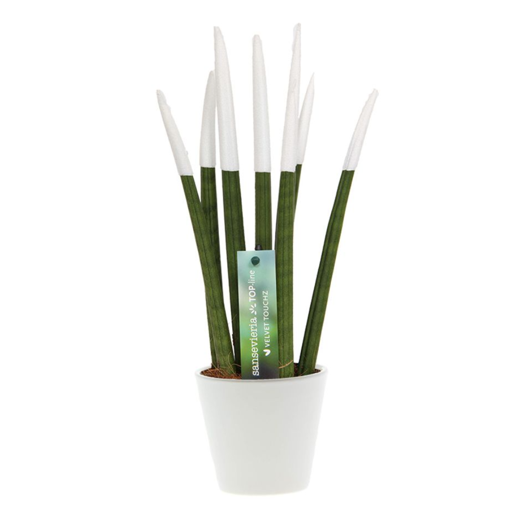Vrouwentong - Sansevieria cylindrica - Hoogte 20-40cm -⌀9cm afbeelding