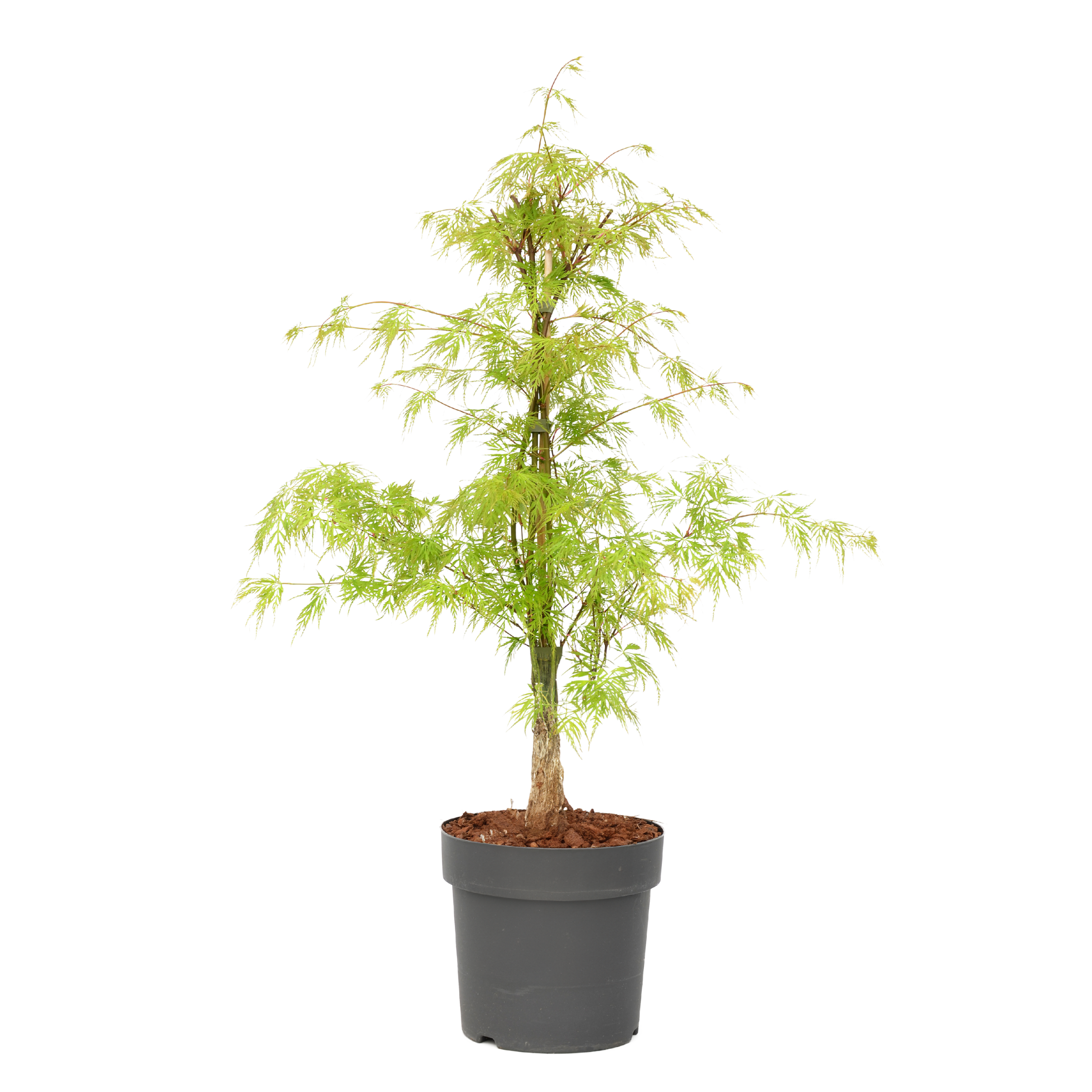 Japanse Esdoorn - Acer palmatum'Emerald Lace'- Hoogte 60-70cm -⌀19cm afbeelding