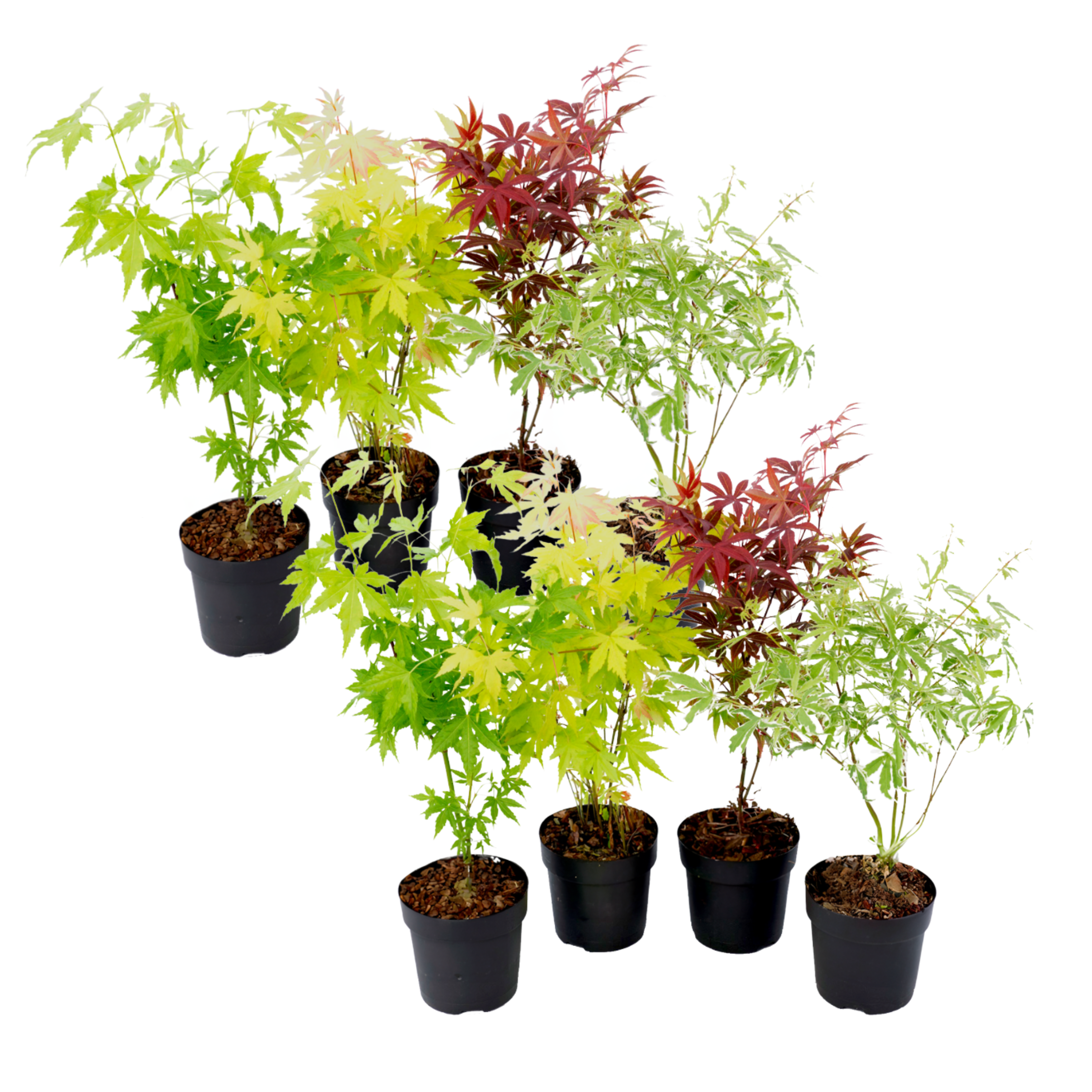 Japanse Esdoorn - Set van 8 - Acer palmatum - Hoogte 25-40cm -⌀10,5cm afbeelding