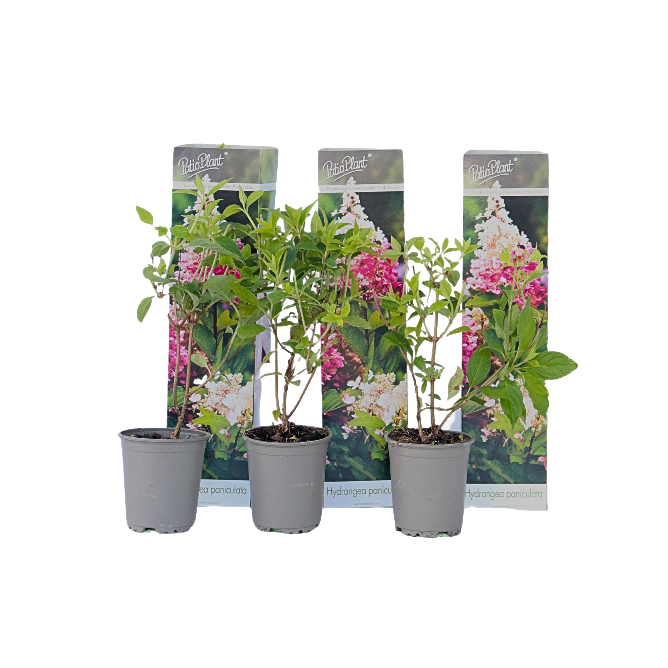 Pluimhortensia - Set van 3 - Hydrangea'Pink Lady'- Hoogte 25-40cm -⌀9cm afbeelding